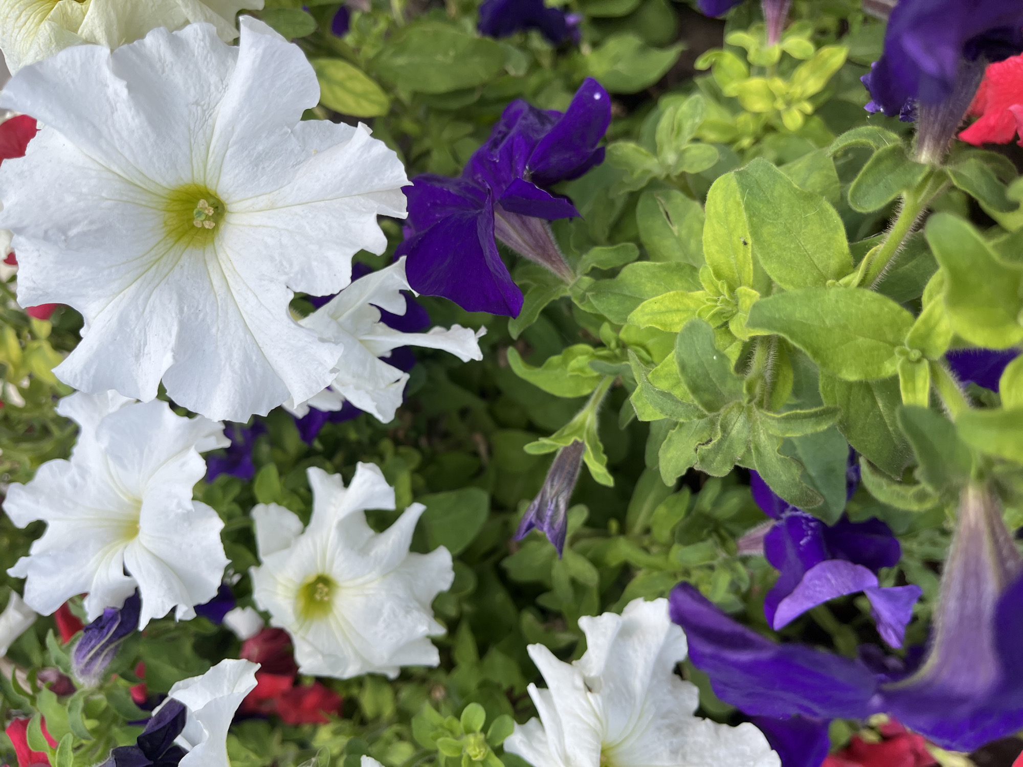 The image shows a close-up view of a flowerbed filled with petunias. The petunias are in various shades of white and purple, with some red flowers also visible. The flowers are blooming and appear to be healthy. The leaves of the plants are green and lush. The image was taken outdoors, and the lighting suggests it is daytime. There are no people or animals visible in the image. The scene is a naturalistic outdoor setting, likely a garden or park. No specific location within Astana, Kazakhstan can be determined from the image alone.