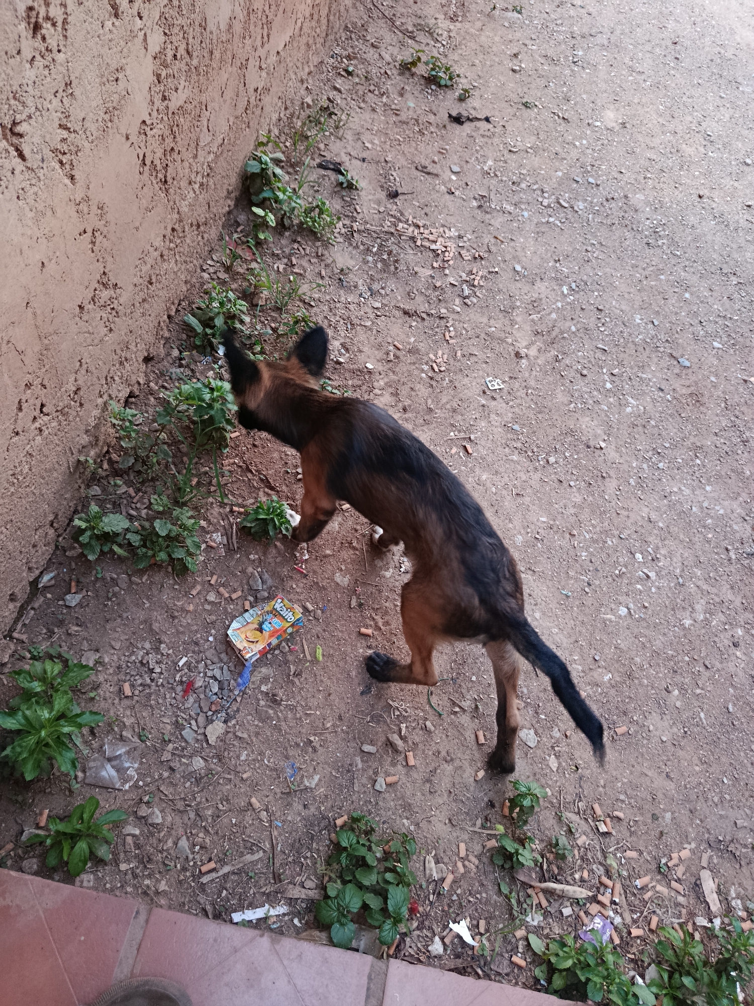 A medium-sized, brown and black dog with pointed ears is sniffing at a small clump of green plants growing near a rough, textured, tan-colored wall. The dog is in profile, facing left, with its tail held high and curved. The ground is covered with dirt, small pebbles, and a scattering of cigarette butts. To the dog's left, on the ground, is an open, colorful box of cookies. The scene appears to be outdoors in an urban environment, possibly a street or alleyway, in Juan Griego, Venezuela.