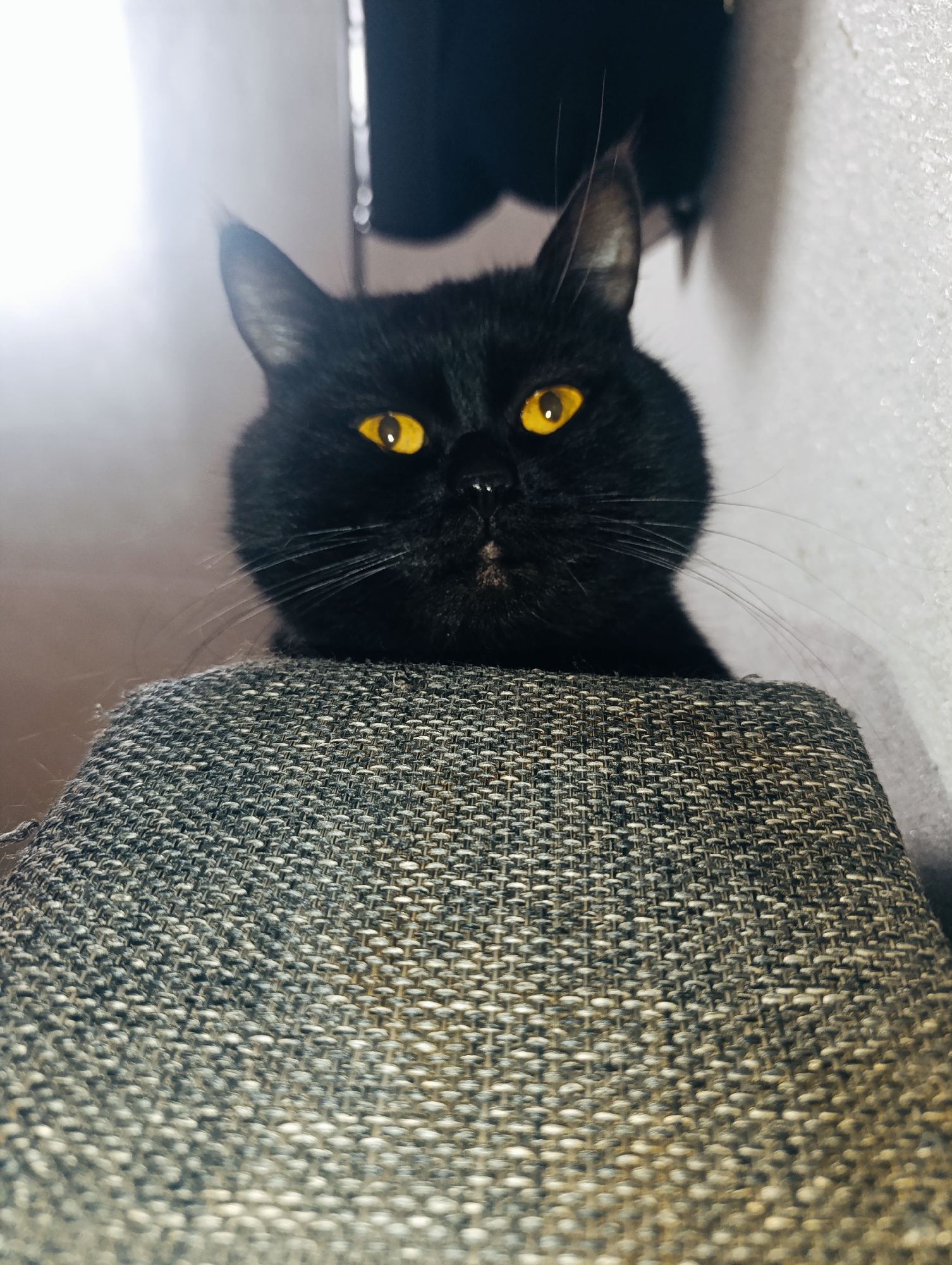 A black cat with bright yellow eyes is perched on a textured grey surface, likely the back of a piece of furniture. The cat's head is the primary subject, filling the upper portion of the frame. Its gaze is directed forward, seemingly at the viewer. The background is dimly lit and out of focus, with hints of light and darker shapes suggesting an indoor setting. The image appears to be a close-up, low-angle shot. There is no indication of the city of Zlatopil, Ukraine, in this image.