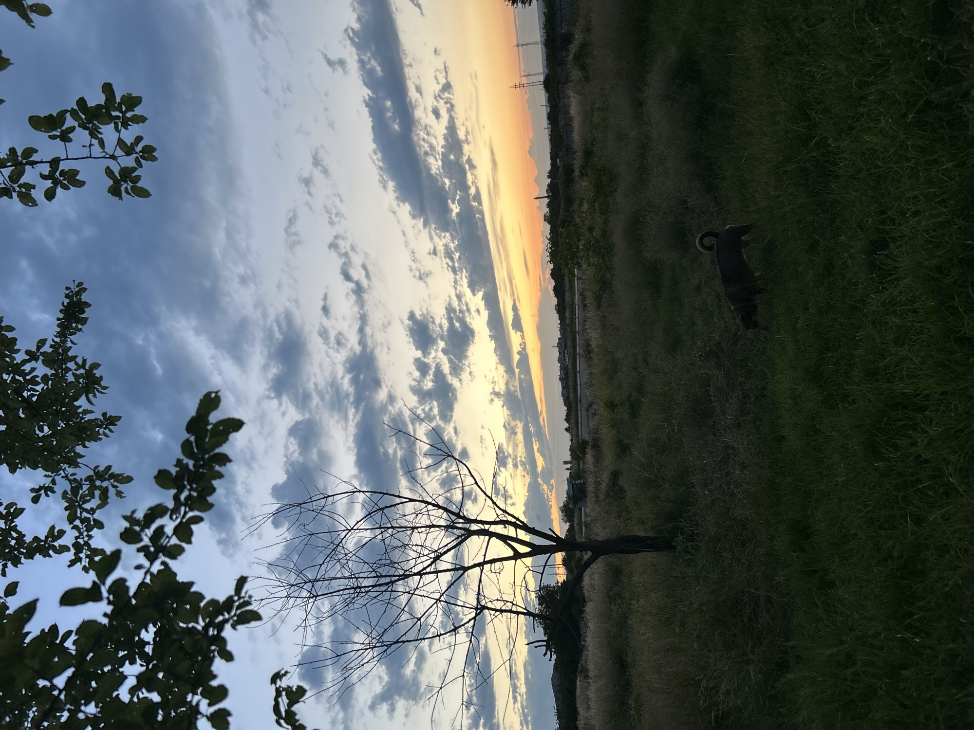 A dog is walking in a grassy field at dusk. The sky is filled with clouds and the sun is setting, casting an orange and yellow glow. There is a bare tree in the foreground, and trees and power lines in the background. The scene is set in a rural area outside of a city.