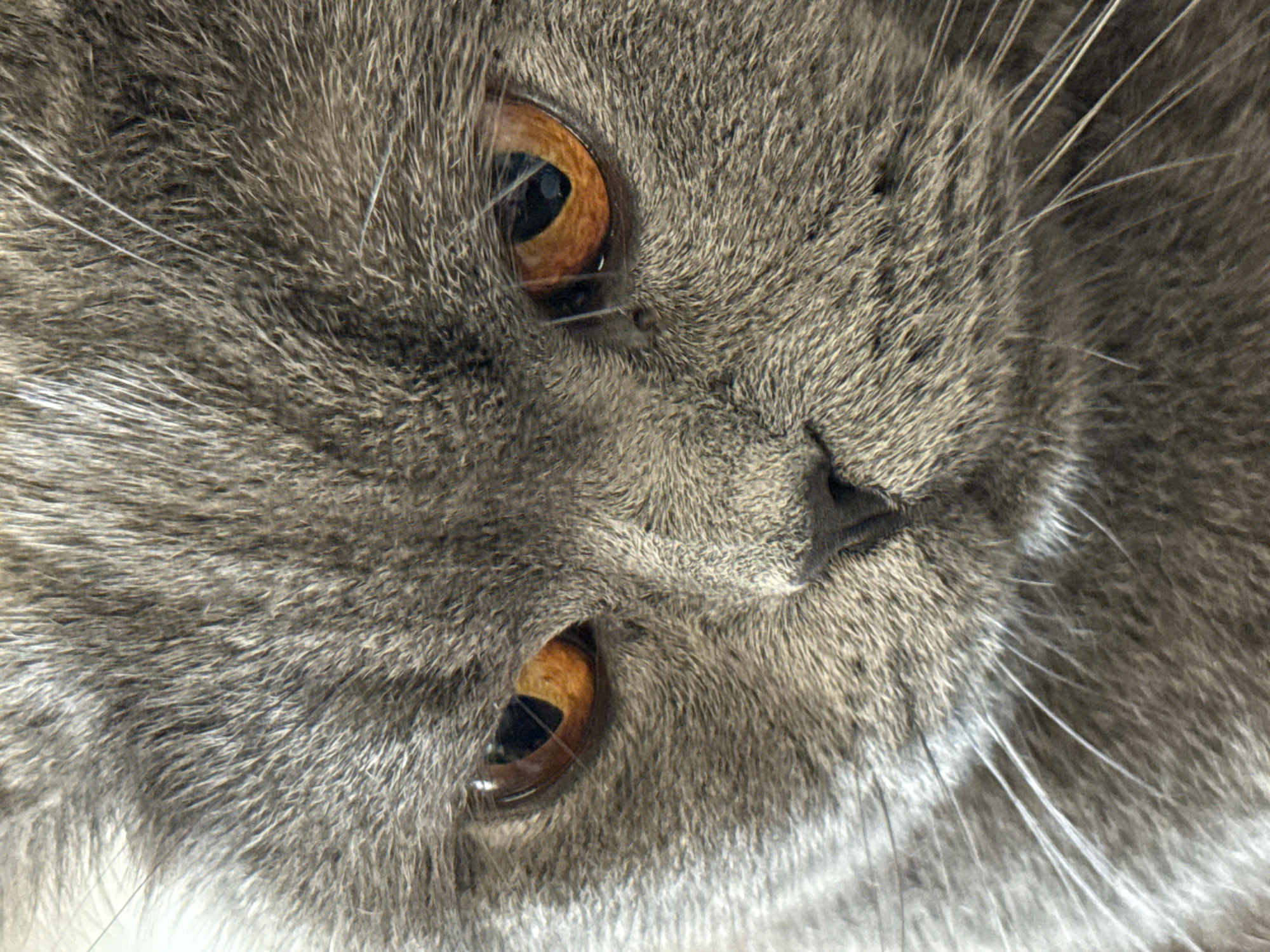 The image is a close-up, eye-level portrait of a grey British Shorthair cat. The cat's face is the sole subject, filling the frame. Its fur appears dense and soft, with variations in grey tones. The cat's eyes are a striking amber color, with visible pupils that are partially constricted. The lighting in the image highlights the texture of the cat's fur and the irises of its eyes. The background is indistinct and appears to be a neutral, light color, suggesting an indoor setting. There are no people, objects, or any discernible environmental details that would suggest a specific location, including Plovdiv, Bulgaria.