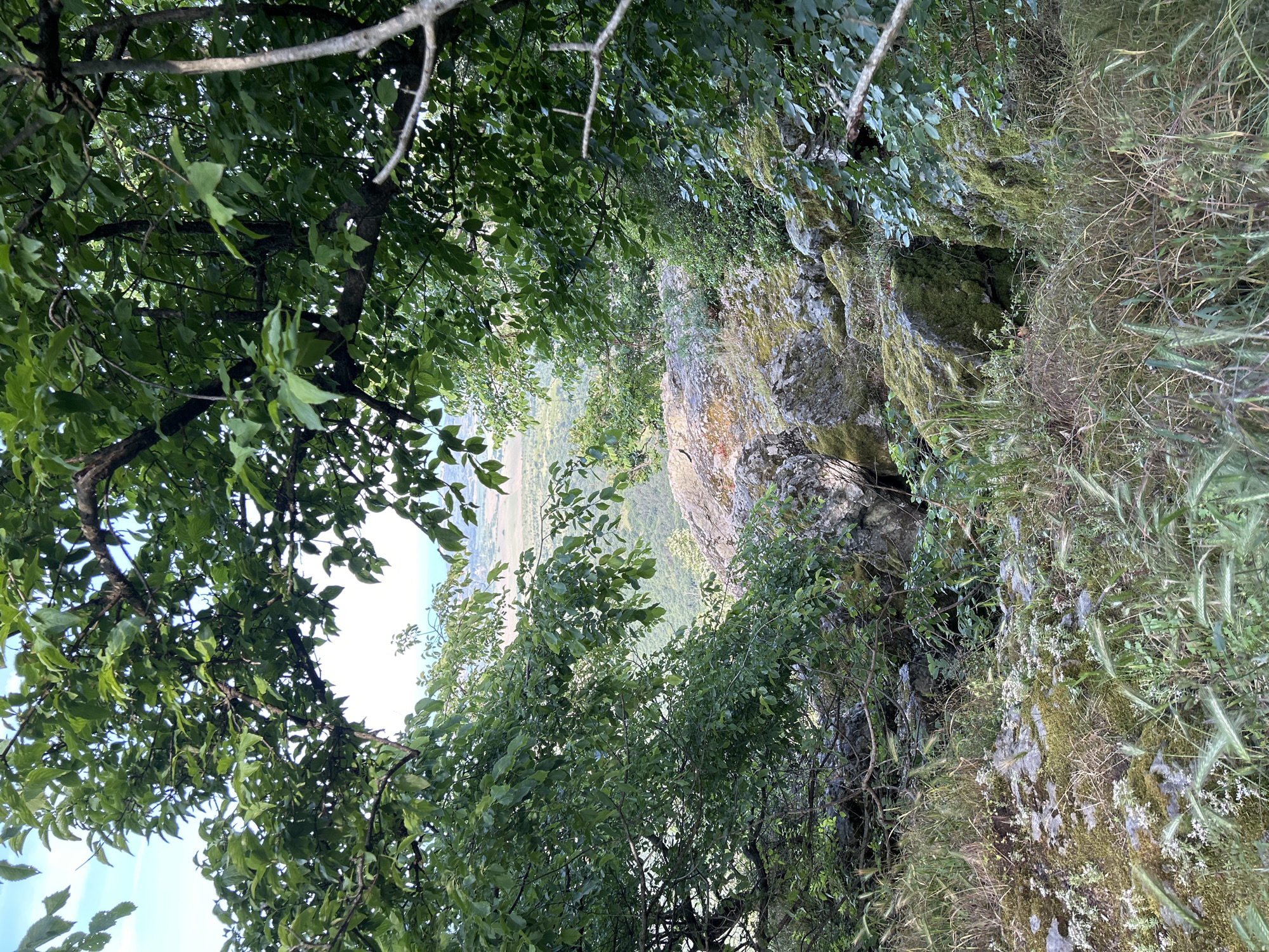 The image captures a natural landscape, likely a hillside or cliff edge, situated in the vicinity of Sozopol, Bulgaria. The foreground and midground are dominated by a dense canopy of vibrant green deciduous tree leaves and dark, gnarled branches, framing the upper and lateral portions of the view. Through this foliage, a distant horizon is visible, featuring a light blue, slightly hazy sky above a flat, light-colored landmass. Beyond this landmass, a faint, narrow strip of darker blue is discernible, suggesting a body of water such as the Black Sea. Below the tree canopy, the immediate terrain consists of large, irregularly shaped rock formations that are heavily covered in green moss and various lichens, with patches of exposed grey stone. This rocky ground is interspersed with a variety of vegetation, including tufts of dry, light-brown grasses, greener grasses with feathery seed heads, and small clusters of white-flowered plants. The overall environment is wild and natural, showing no signs of human intervention or subjects. No specific actions or interactions are depicted.