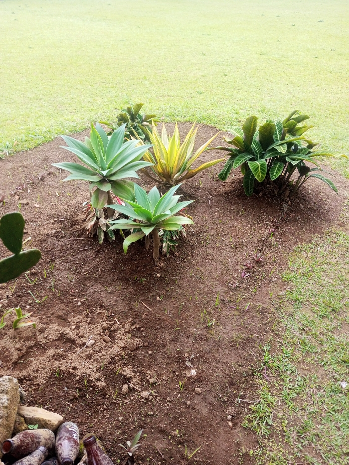 The image displays an outdoor garden bed situated within Nghĩa Đồng Commune, Vietnam. The elevated, roughly circular bed features dark brown, disturbed soil. Plant life includes two agave-like succulents with light green, rosette-forming leaves positioned to the left-center, one larger and one smaller. To their right, a variegated plant exhibits yellow and green striped, pointed leaves. Further right, a dense cluster of tropical plants with dark green, ribbed leaves is present. Numerous small green sprouts and several tiny reddish-purple leafed plants are scattered across the soil. A two-lobed green cactus pad is partially visible in the far left foreground. In the bottom left corner, a small collection of weathered brown glass bottles and rocks rests at the edge of the garden bed. The background consists of an expansive, uniformly cut light green lawn. No individuals or active interactions are depicted.
