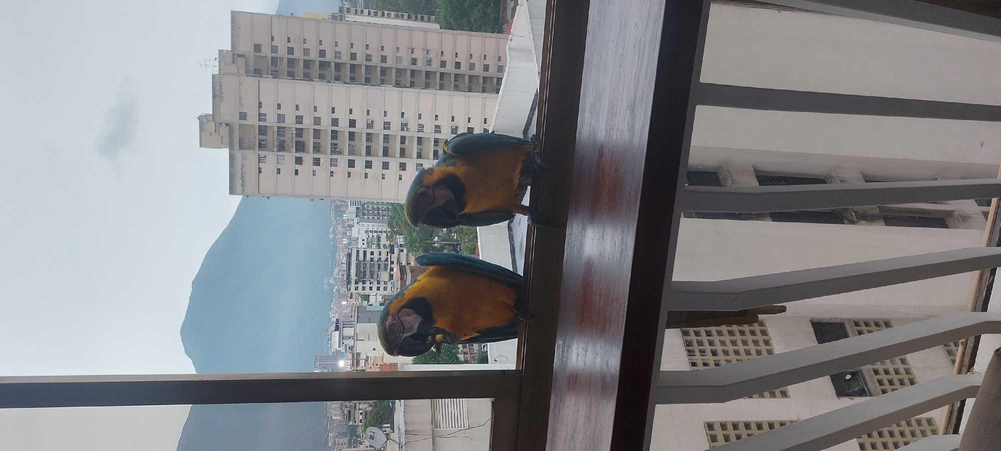 Two blue-and-yellow macaws perch on a window ledge or balcony railing. Behind them, a cityscape includes tall buildings and a mountain partially obscured by haze or cloud cover. The city is Unknown, Unknown. The building behind the macaws is tall with many windows. The sky is overcast.