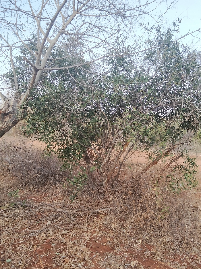 The image displays a dry, rural outdoor scene in Kyamatu, Kenya. The foreground and midground are dominated by reddish-brown, parched earth, heavily scattered with dry, brittle leaves and numerous fallen, slender branches. Centered within the frame is a multi-stemmed shrub or small tree with a dense canopy of small, elliptical green leaves, presenting a healthier appearance than its surroundings. To the left, a larger, mature tree, mostly bare of leaves, features a light-colored, stout trunk and an extensive network of thin, gnarled branches reaching towards a clear, pale blue sky. Sparse, dry brush and dead vegetation are visible throughout the lower and mid-sections of the scene. No individuals, animals, or man-made objects are present. The overall environment suggests an arid or semi-arid climate, possibly during a dry season.