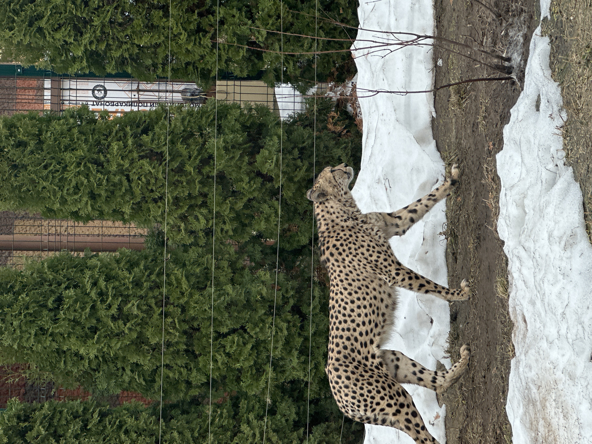 A cheetah stands on a patch of snow and dirt in an enclosure at the Kazan Zoo in Kazan, Russia. The cheetah is looking up and to the right. Behind the cheetah is a fence, trees and a building. The image is rotated counterclockwise by 90 degrees.