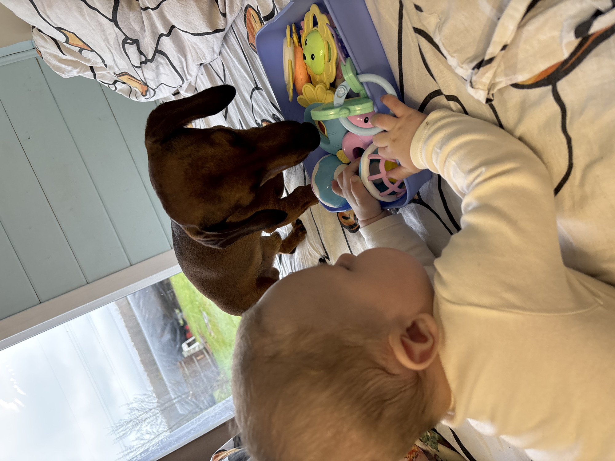 A tan-colored dachshund stands near a baby who is lying on a bed with a patterned white sheet. The baby is wearing a long-sleeved white shirt and is reaching for toys in a blue plastic container. A window is visible in the background. The location is Раздолье, Russia.
