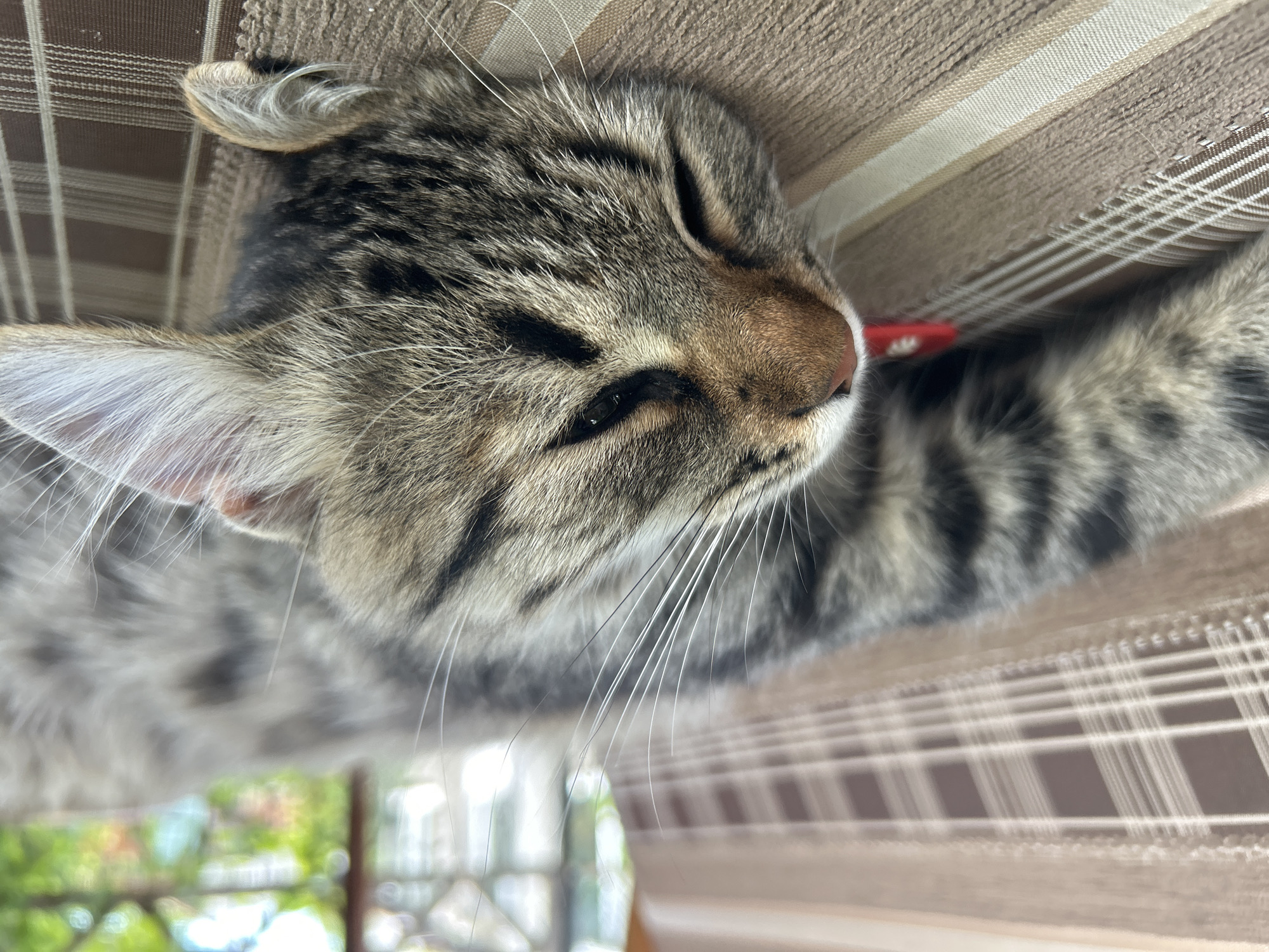 A close-up, eye-level, outdoor shot shows a tabby cat with grey and brown fur sleeping on a cushioned surface. The cat is lying on its side, with its head turned to the right and its eyes closed. The fur is striped and mottled, and its whiskers are long and white. The cushion is a neutral brown color with a plaid pattern of beige and brown stripes. A red collar is visible around the cat's neck. The background is blurred, suggesting a natural outdoor setting with greenery and possibly a building. The lighting is bright, indicating daylight.