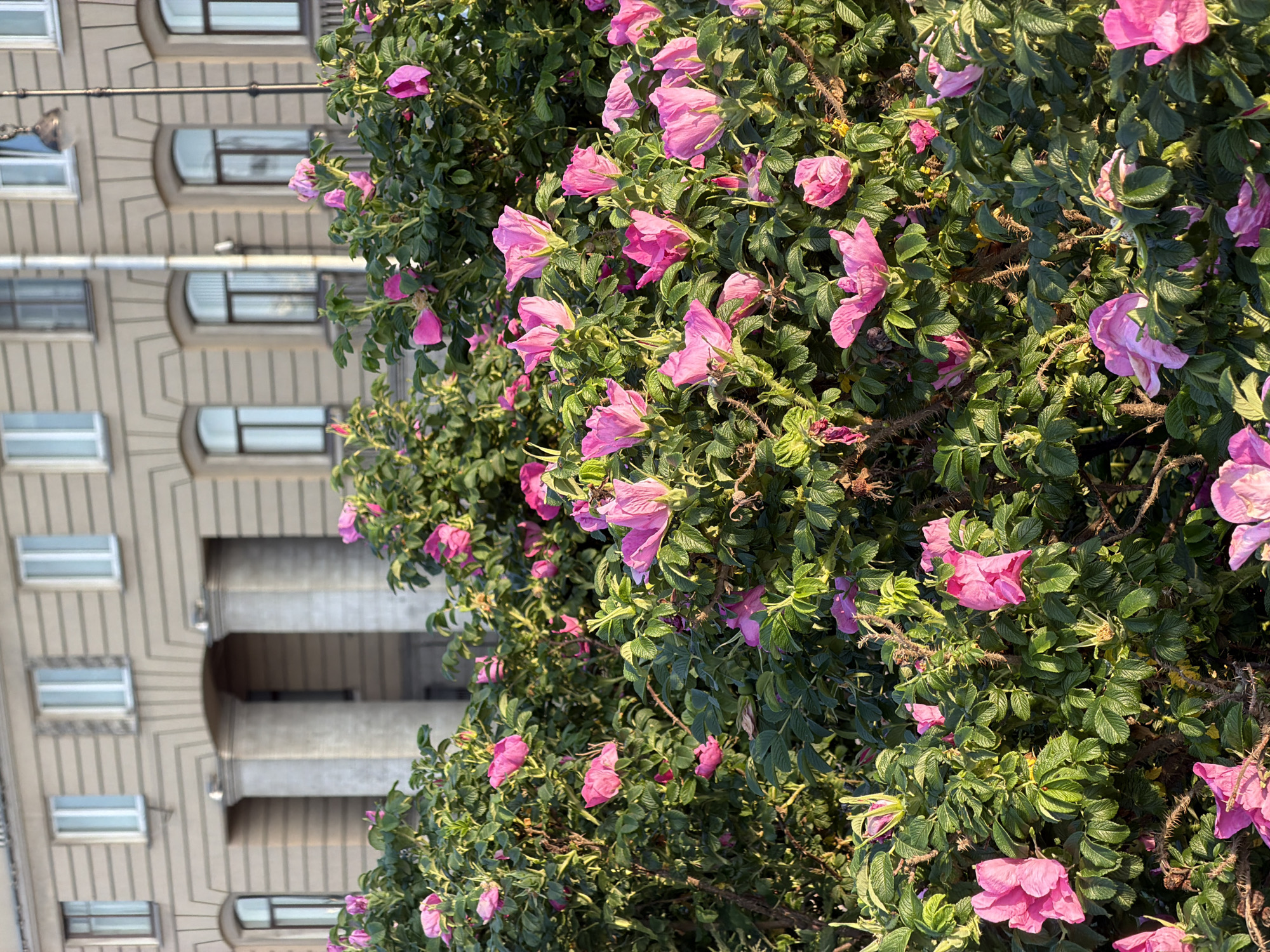 The image displays a close-up view of a rosehip bush laden with delicate pink flowers and green leaves, set against a blurred backdrop of a building's facade. The building appears to be an older architectural style, possibly located in Saint Petersburg, Russia, given the contextual information. The facade features rows of windows, some rectangular and others arched, framed by decorative elements and columns. The scene is captured in natural daylight, suggesting it's daytime, and the lighting indicates a sunny, clear day. The focus is predominantly on the vibrant flora, with the building serving as a secondary element, adding depth and context to the urban setting. There is no discernible activity or event taking place, as the image is a still capture of a natural scene. The details of the flowers, with their soft petals and varying degrees of bloom, and the textured leaves of the bush, are prominent. The overall impression is one of serene natural beauty juxtaposed with urban architecture. No visible text is present in the image.