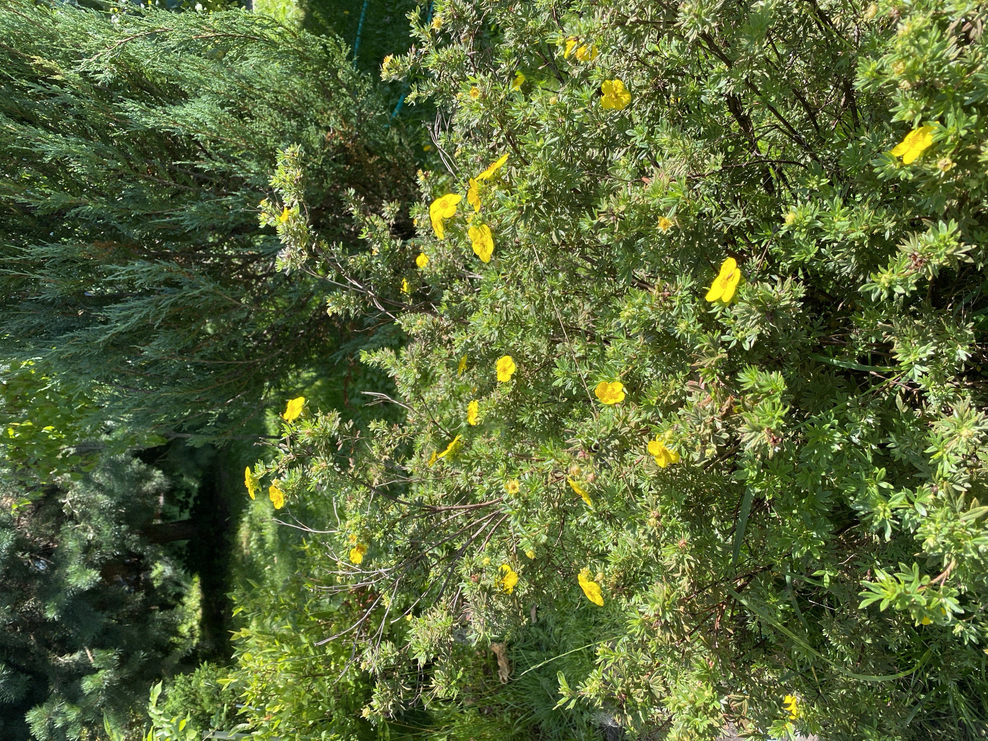 A medium shot captures a sunlit bush with small yellow flowers in a garden setting. The bush is densely leafed with dark green foliage and thin, brown branches. Scattered among the leaves are numerous bright yellow flowers, some fully open with five petals, others in bud. The background features a variety of green plants, including a tall, conical evergreen tree on the right and a broader evergreen tree behind it. The ground is covered in green grass and some dried brown leaves. The scene is located in the city of Sadko SNT (Biserovsky 2nd Plot), Russia.