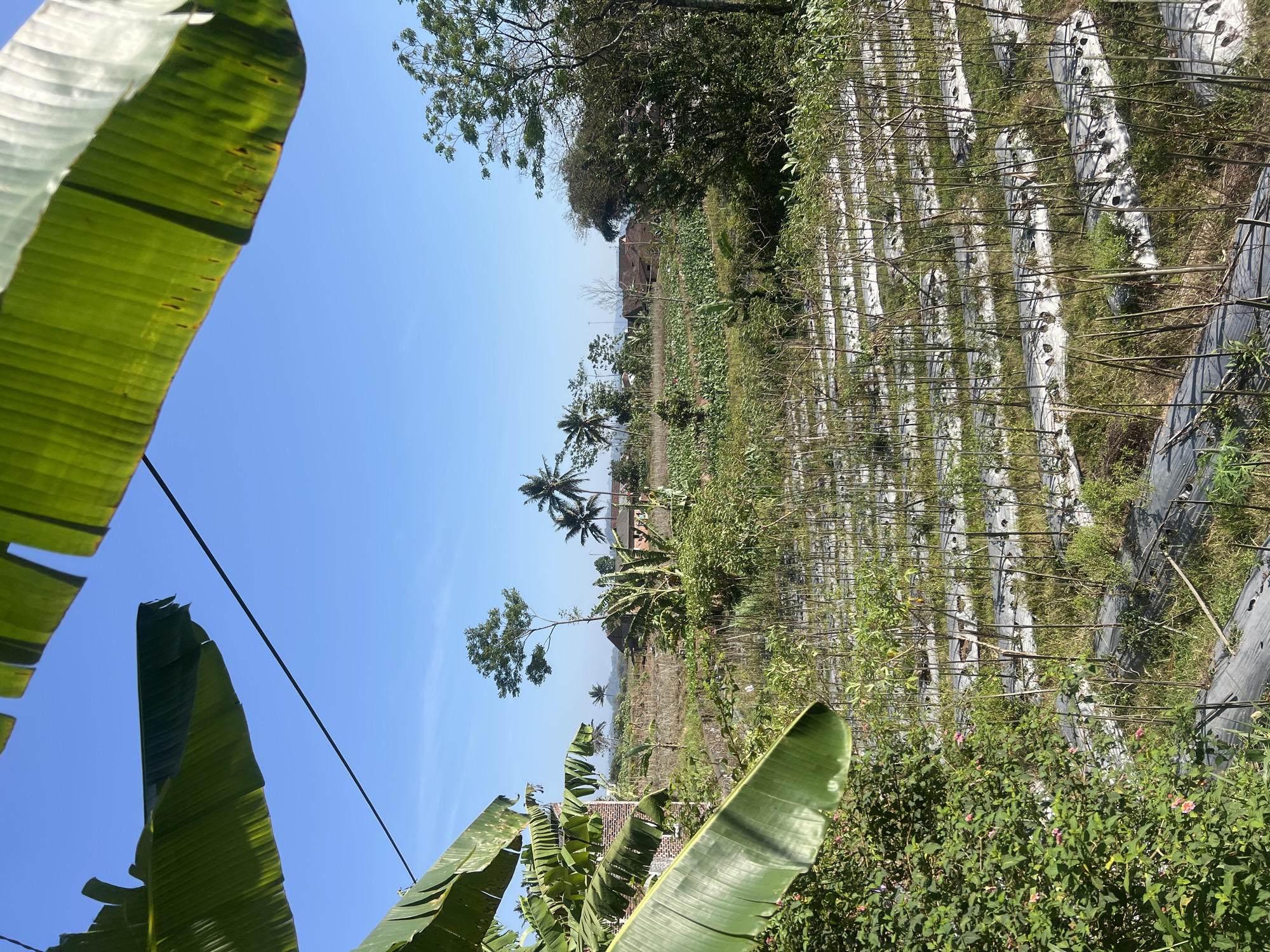 This is an eye-level, full shot of a rural landscape in Joho, Indonesia, on a clear, sunny day. In the foreground, large green banana leaves frame the scene from the top and left. The mid-ground reveals a cultivated field with rows of crops covered in white mulch. Various thin stakes or plant supports are visible within these rows. Beyond the field, a cluster of trees and vegetation dots the landscape. In the distance, several houses with red-tiled roofs are nestled amongst more trees, indicating a small rural settlement. The sky is a vibrant, clear blue. The overall impression is one of agricultural land and a peaceful, rural Indonesian setting.