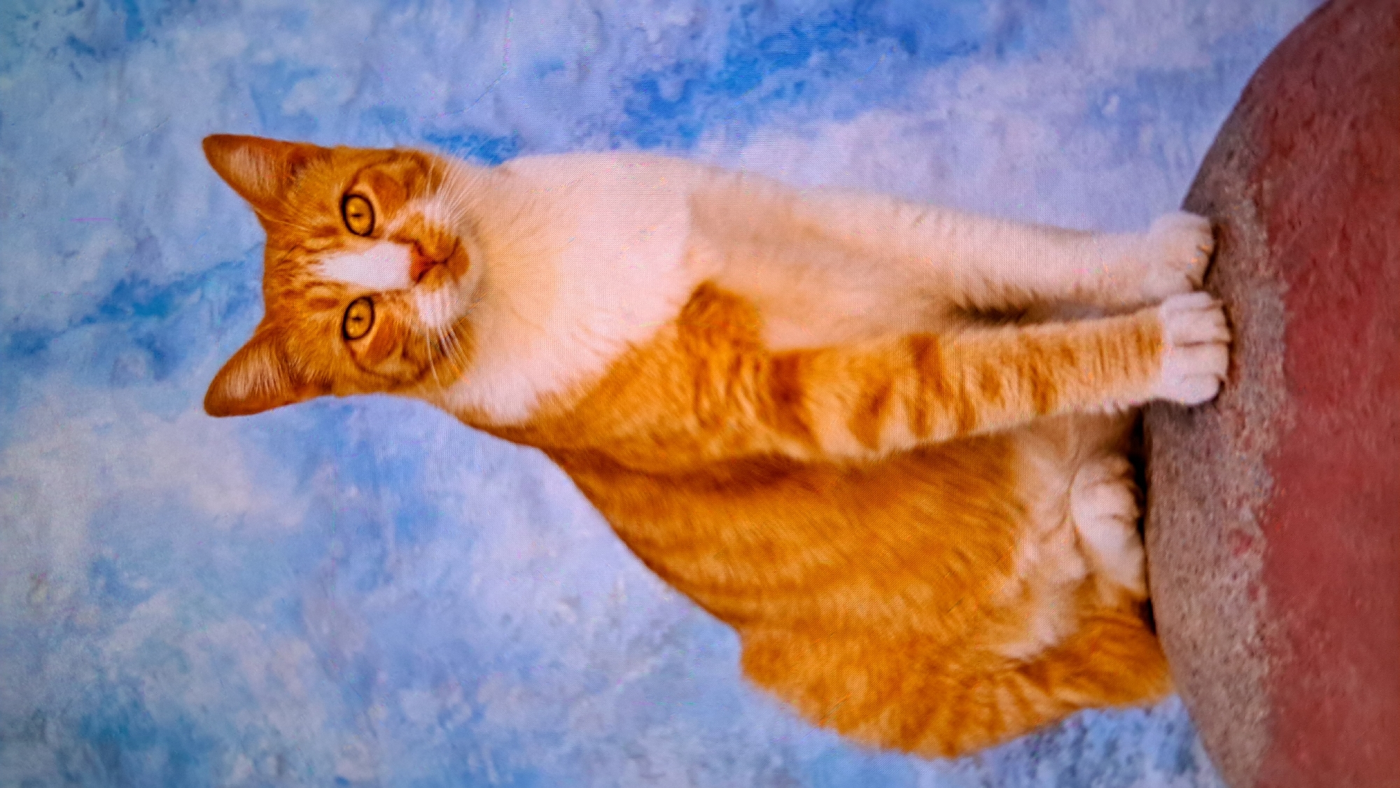 An orange and white cat with yellow eyes is sitting on a red-brown rock. The cat is facing the viewer and looking directly at the camera. Its body is mostly orange with white markings on its chest, face, and paws. The background is a blue, textured wall. There are no people present in the image. The scene is indoors or outdoors, with no specific location indicated. There is no information about Payagaboh, Indonesia in this image.