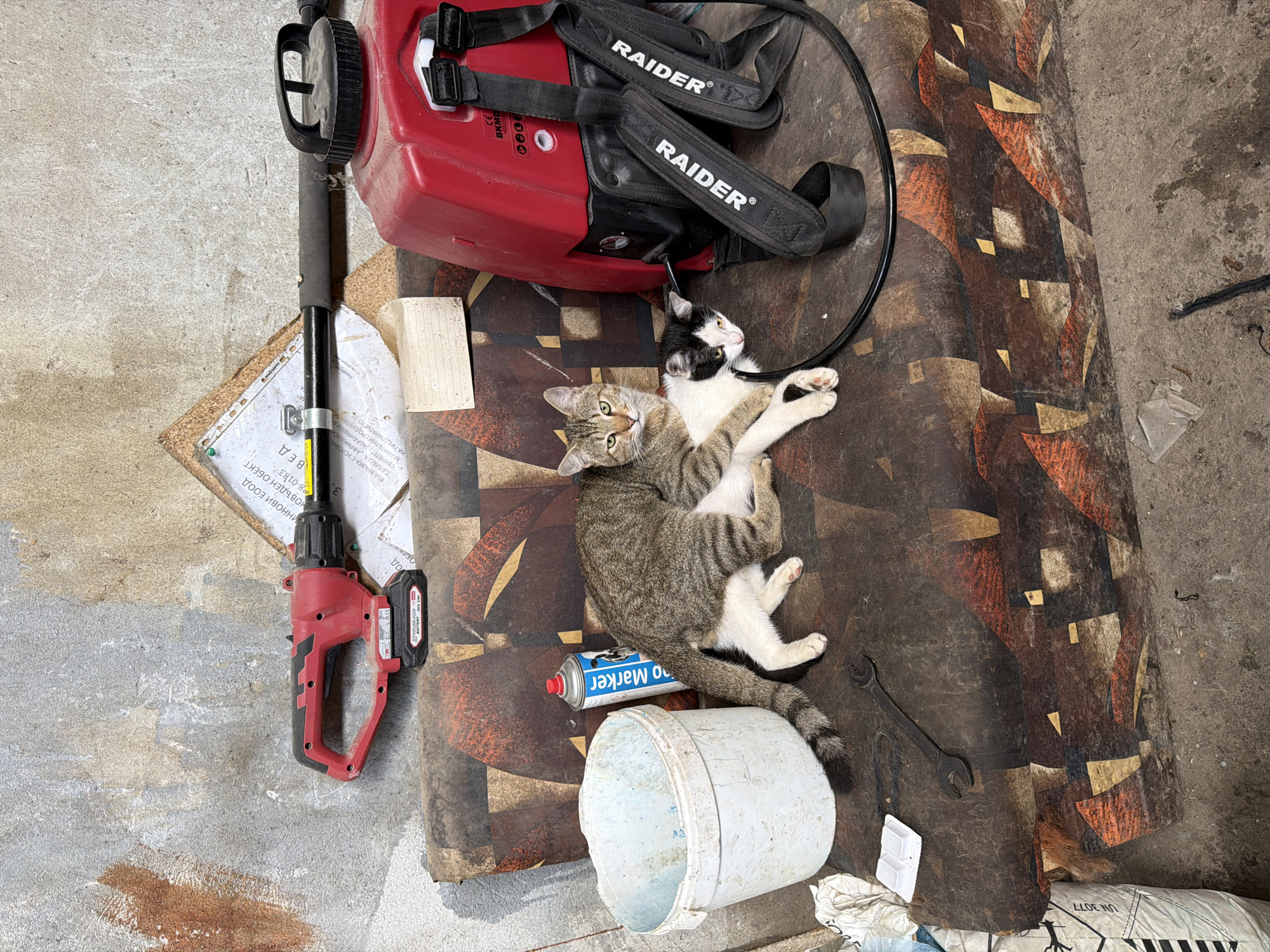 The image captures an overhead view of an outdoor or semi-enclosed area, likely a shed, garage, or yard in Shtraklevo, Bulgaria, given the visible Cyrillic text. The ground consists of rough concrete on the left and right, with a large, patterned mat or piece of linoleum covering the central area. The mat features abstract geometric shapes in shades of brown, orange, and tan.
The primary subjects are two cats resting on the patterned mat. One is a tabby cat with green eyes, lying on its back with its paws up, looking directly at the camera. Its fur is greyish-brown with dark stripes. The second cat is black and white, lying closer to the top right, with its head turned away from the camera, looking towards the tabby. It has white fur on its face, chest, and paws, with large black patches. Both cats appear relaxed.
Around the cats and on the surrounding surfaces are various tools and objects. In the upper left, a long black pole with a red and black handle, possibly a cordless garden trimmer or brush cutter, rests partly on the concrete and partly on a piece of cardboard or paper with Bulgarian text. Attached to it is a battery pack labeled "LITHIUM ION 20V 4.0Ah". Above the cats, a red power sprayer or blower is visible, featuring black straps with "RAIDER®" printed in white. Below the cats, a white plastic bucket lies on its side, next to a blue and white spray can with "Marker" visible. A black wrench is also on the mat near the bottom right.
Visible text includes "RAIDER®" on the tool straps, "LITHIUM ION 20V 4.0Ah" on the tool battery, and "Marker" on the spray can, along with "UN 3077". Numerous Cyrillic words are visible on the paper and cardboard pieces, such as "ВЪВ ВРЪЗКА С УСЛОЖН", "АФРИКАНСК", "ПРЕДПРИЯТИЕТО", "ИННОВИ ЕС", "ЕООД", and "НОВЪДЕН ОБЕКТ", confirming the Bulgarian context. The scene is brightly lit, suggesting daytime.