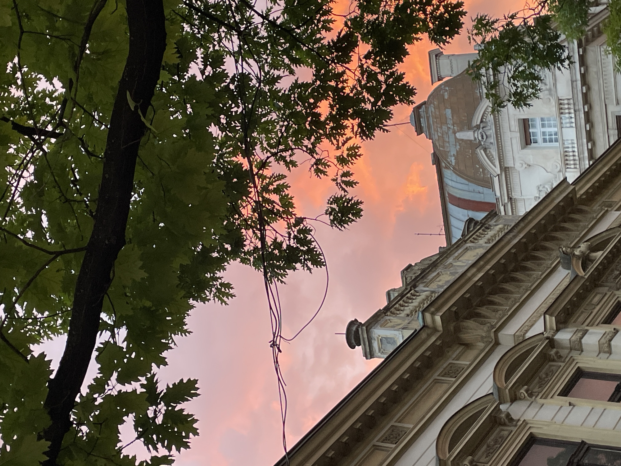 The image, taken from a low-angle perspective, showcases a vibrant sunset in Belgrade, Serbia. A large tree with green leaves occupies the left side of the frame, partially obscuring the sky. The sky itself is a mix of pink and orange hues, indicating the sunset. On the right side of the image, a section of an ornate, historical building is visible. The building is light-colored with detailed architectural features, including molding and decorative elements. Electrical wires cut through the sky, adding a modern element to the scene. The lighting suggests that the photo was taken during the evening hours, capturing the warm colors of the setting sun. The photograph captures the intersection of nature and urban environment during twilight in Belgrade.