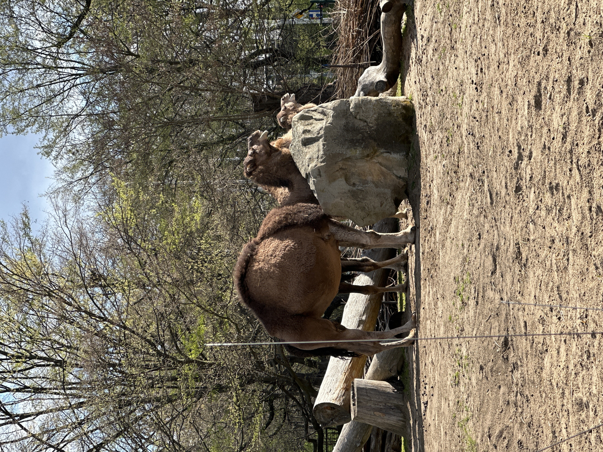 The image shows a Bactrian camel in an enclosure at the Wrocław Zoo, Poland. The camel is light brown, with two humps, standing near a rock and a wooden barrier. The ground is sandy. Behind the camel, there are trees with sparse foliage. A thin wire runs across the foreground, likely part of the enclosure boundary.