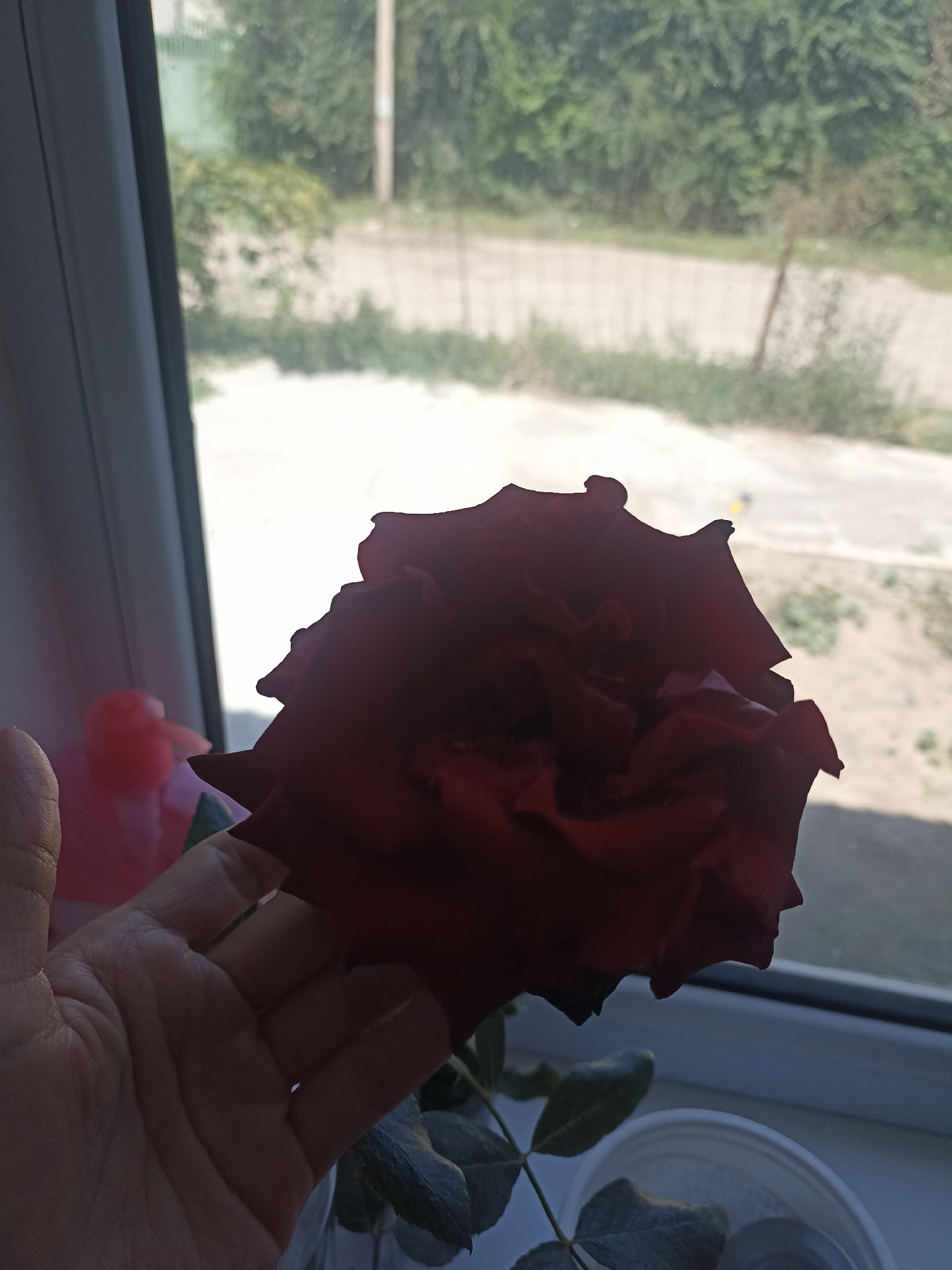 A close-up shot shows a deep red rose, with its dark petals casting shadows. A human hand, with visible palm lines and skin tone, is positioned beneath the rose, seemingly holding it up. The rose and hand are situated in the foreground, with the background blurred and out of focus. Through a windowpane, a sunlit outdoor scene is visible, featuring a dirt road or path, sparse vegetation, and a distant fence with vertical posts. The setting appears to be Ak-Suu, Kyrgyzstan, given the context of the request. The overall lighting suggests daylight.