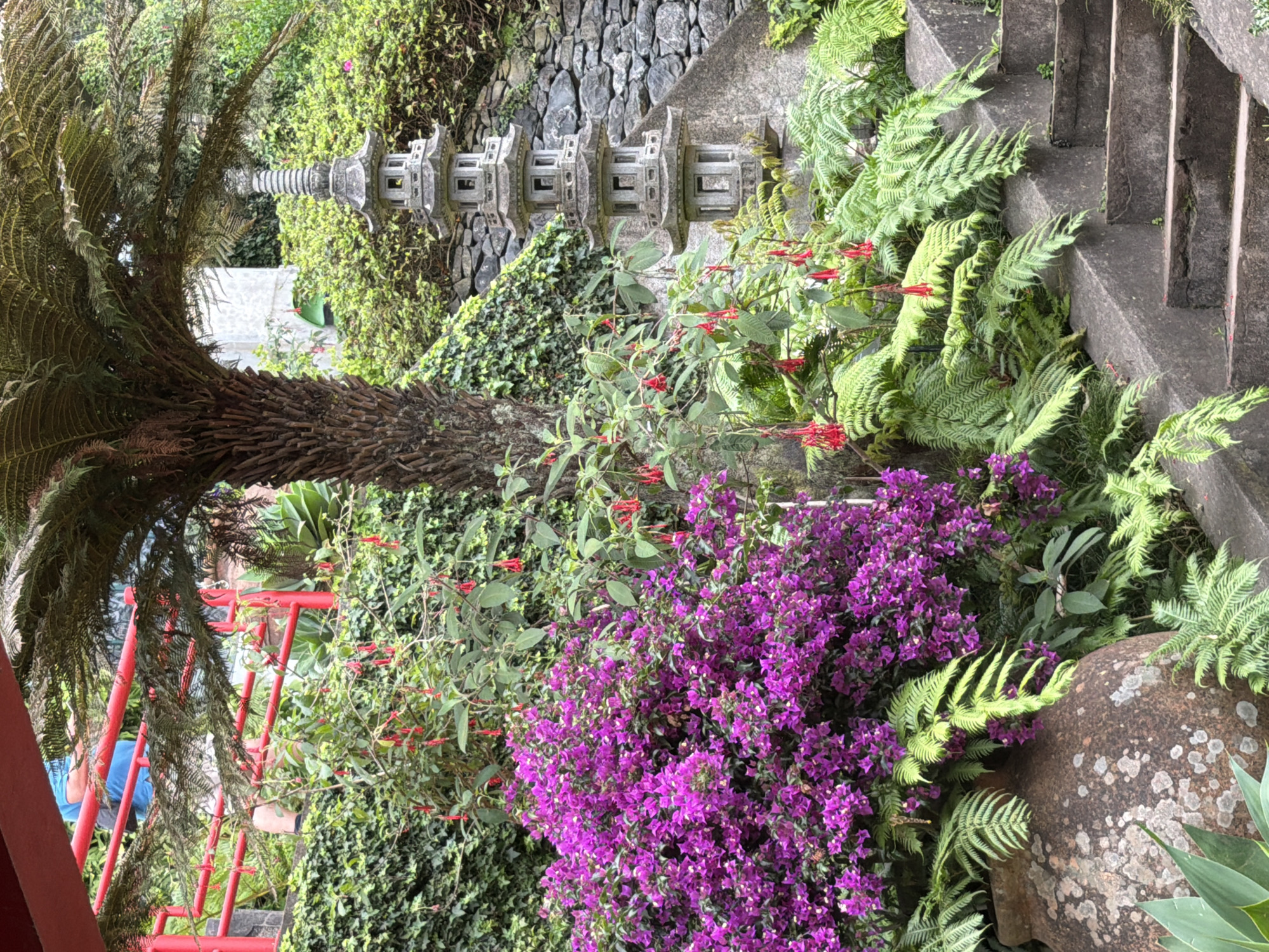 The image depicts a lush garden scene in Funchal, Portugal, likely part of the Monte Palace Tropical Garden, known for its exotic flora and Asian-inspired art. In the foreground, a large, overflowing bush of vibrant purple bougainvillea dominates the left side, interspersed with delicate green ferns and a few hanging red fuchsia flowers. To the right of the bougainvillea, a multi-tiered grey stone pagoda, a common feature in Asian gardens, stands tall, intricately carved with openings. Behind these elements, a large palm tree with a textured trunk stretches upwards, its fronds casting shadows. A stone wall covered in ivy forms the backdrop, with a section of rough-hewn stone wall to the right of the pagoda. Concrete stairs with a slightly worn appearance lead up the right side of the frame, bordered by more ferns and greenery. In the upper left portion of the image, partially obscured by foliage and a red railing, a person wearing a blue shirt and shorts is visible, standing on a pathway or terrace. The overall impression is one of a well-maintained, verdant garden with a blend of tropical and Asian influences.