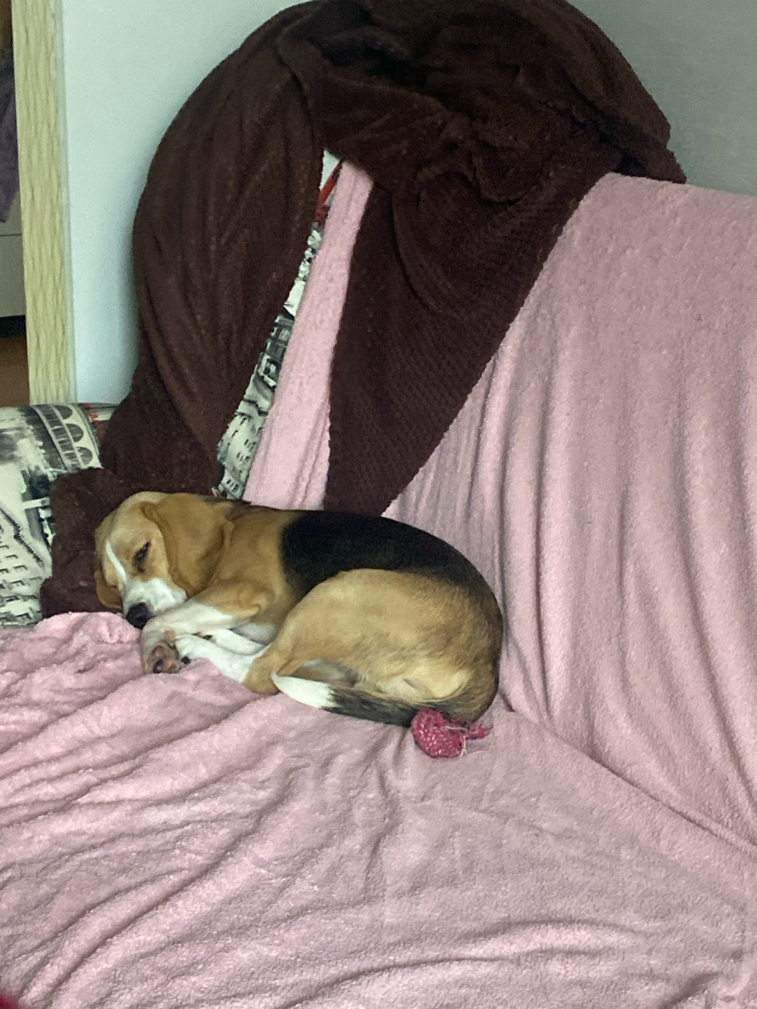 A tri-color Beagle dog is sleeping curled up on a pink blanket on a couch. The dog is positioned on the left side of the frame, with its head tucked into its body. A small, pink, knitted object resembling a heart is visible near the dog's tail. The couch is covered with various blankets, including a dark brown one draped over the back. The background consists of a plain wall. There is no indication that this scene is located in the city of Perm, Russia.