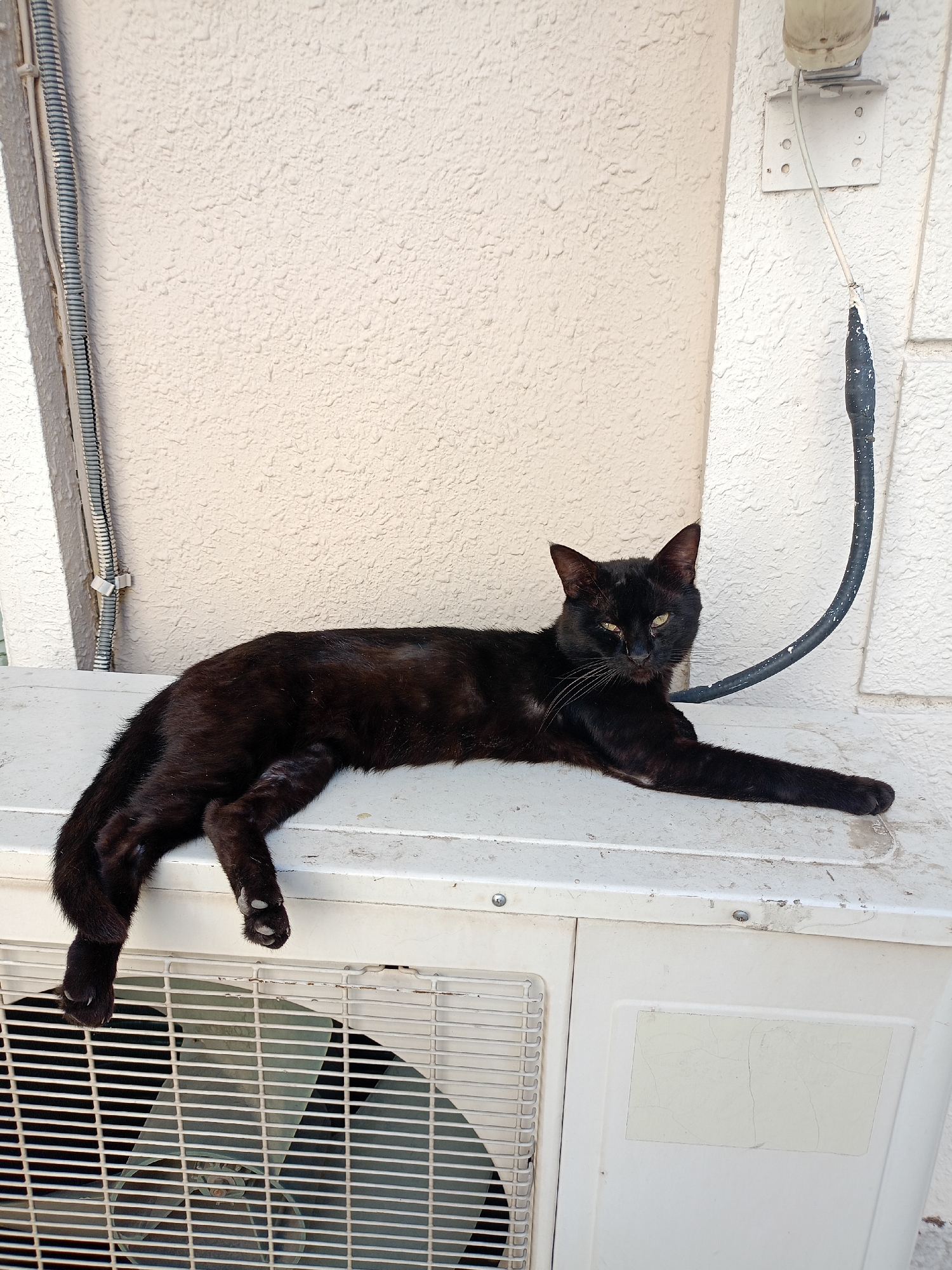 A black cat with yellow eyes lies on its side on top of an outdoor air conditioning unit. The cat's body is mostly horizontal, with its head turned towards the viewer. The cat's left front leg is extended forward, while its hind legs are tucked underneath its body. The cat appears relaxed. The air conditioning unit is white and appears to be weathered. The background consists of a textured, light-colored wall and some electrical conduit. The scene is outdoors and appears to be during the daytime.