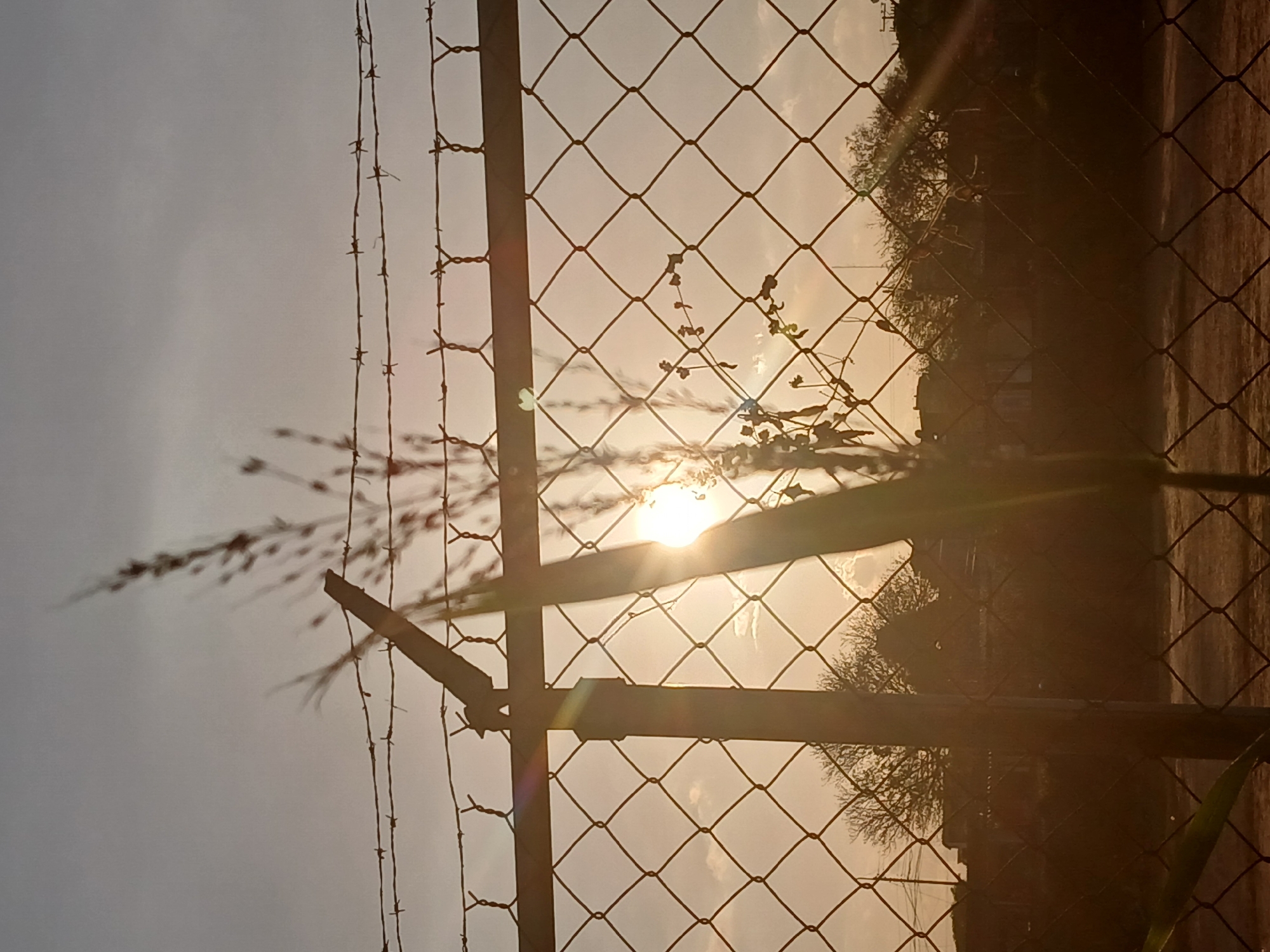 The image captures an outdoor scene dominated by a metal chain-link fence, viewed at an angle. A prominent, thick fence post runs vertically from the bottom to the top of the frame, dividing the composition. To the left of this main post, several strands of barbed wire stretch vertically, distinct against the brighter sky.
The sun, low in the sky, is positioned on the right side of the image, directly behind the fence. Its bright glow creates significant lens flare and bathes the entire scene in warm, golden light, indicating either sunrise or sunset. This strong backlighting silhouetted sparse foliage and thin stalks of grass that extend into the foreground and intertwine with the fence. Beyond the fence, especially on the far right, the dark silhouettes of trees and indistinct structures are visible against the luminous sky.
The sky itself transitions from a soft, light blue-grey on the left to a vibrant orange and yellow hue closer to the sun. No specific activity or event is depicted; the image is a still capture. The presence of the fence and barbed wire suggests a boundary or enclosure. No visible text is present in the image. The setting appears to be a perimeter or edge of a location, possibly in Ciudad Guayana, Venezuela.