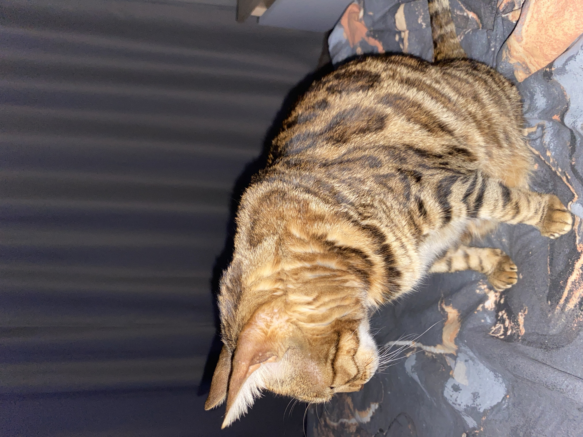 A brown and black striped Bengal cat is positioned on a dark gray and brown patterned surface. The cat's head is oriented towards the lower left of the frame, while its body stretches towards the upper right. The background on the left side consists of a dark gray textured surface. The location is not discernable from the image. No people or interactions are visible.