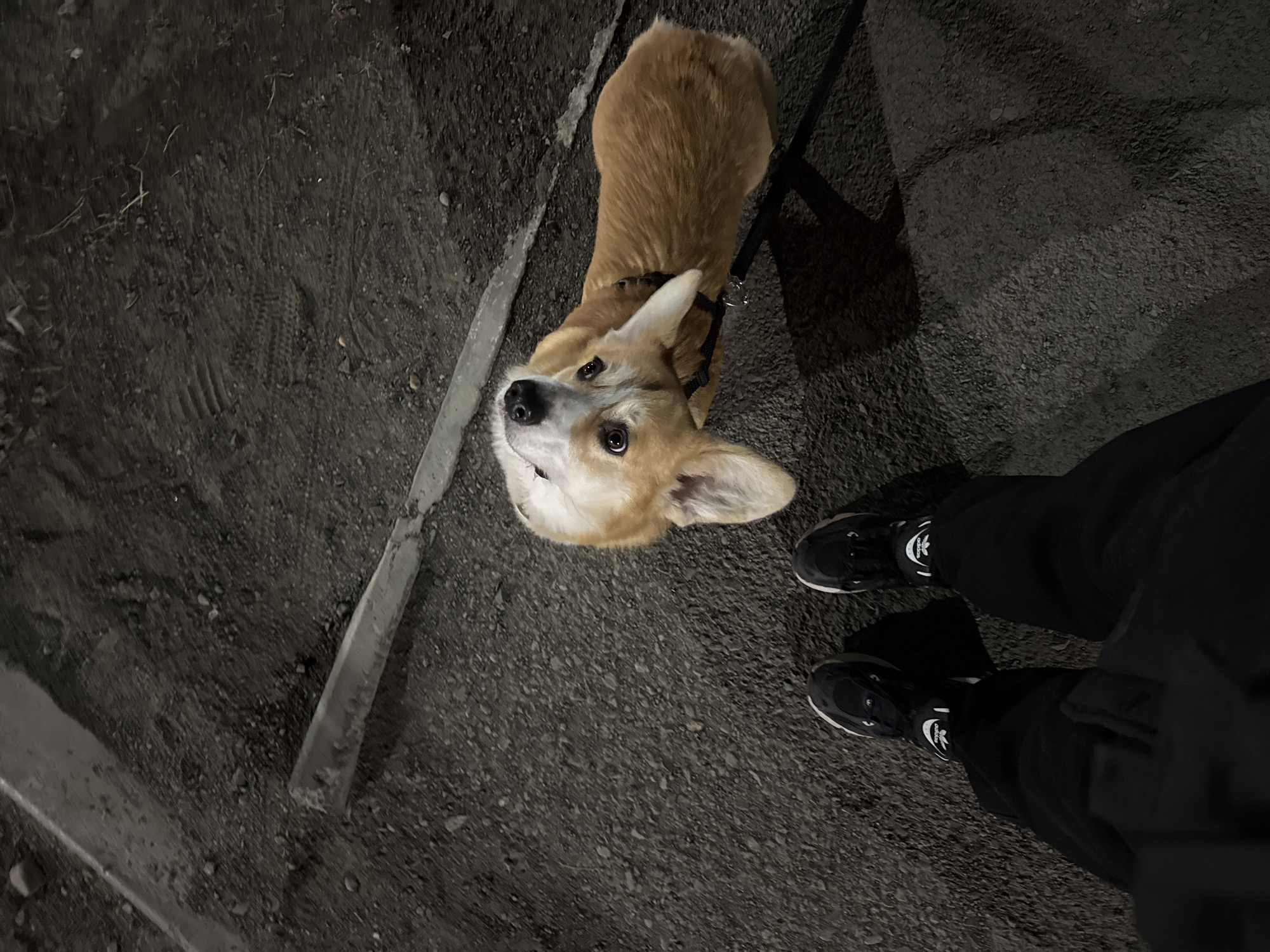 A corgi stands on asphalt, looking up at its owner. The owner stands beside the corgi, facing the camera. The owner wears black pants and black sneakers. The setting is dark, possibly nighttime. A concrete curb is on the left side of the frame. The location is Borzya, Russia.