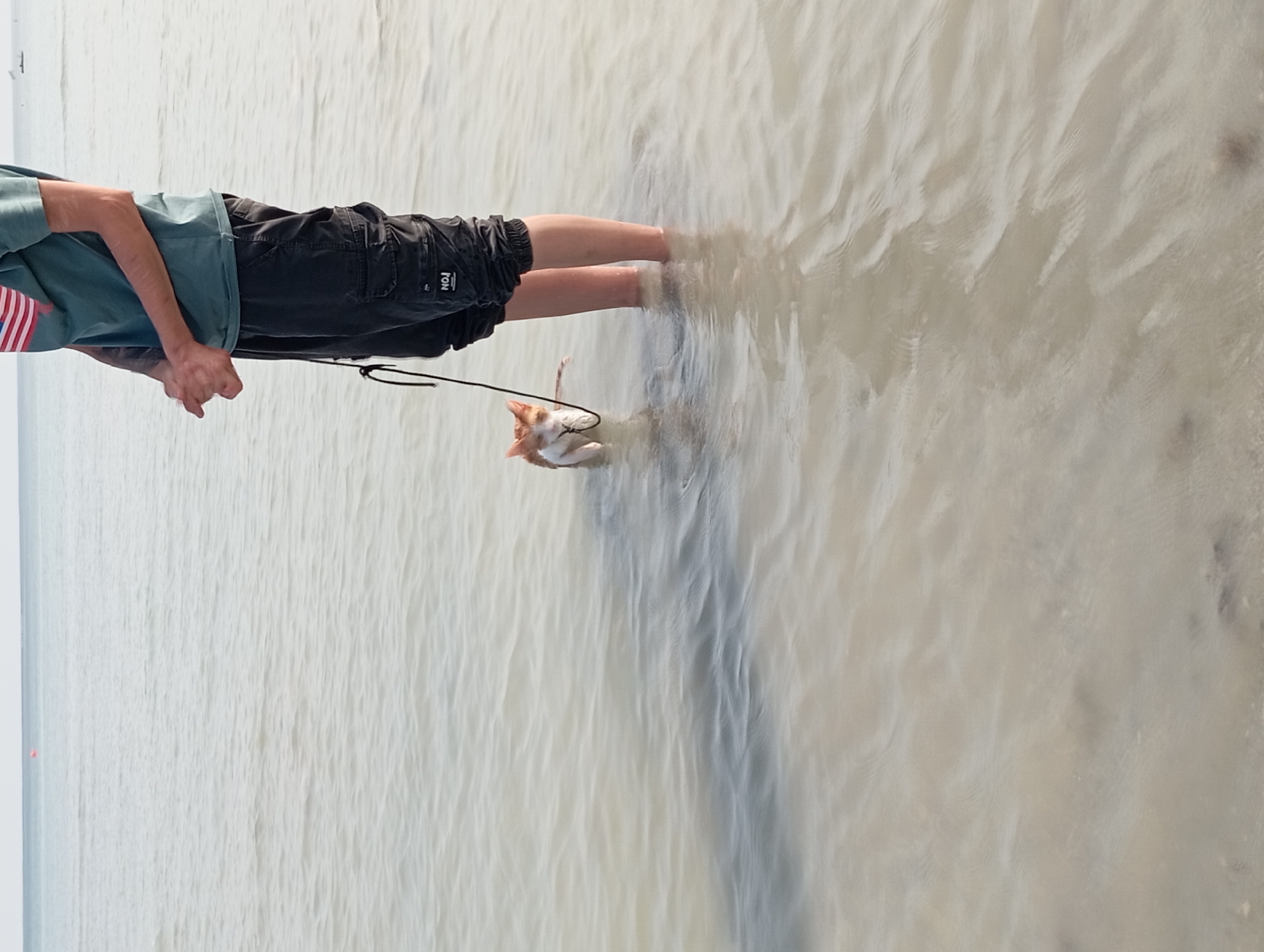 The image shows a person standing in shallow water, with a cat on a leash also in the water. The person is wearing a green t-shirt with an American flag design on the sleeve and black cargo pants. The cat is orange and white and appears to be looking at the person. The water is calm and the sky is overcast. The scene takes place on a beach, likely in Aktau, Kazakhstan, given the information provided.