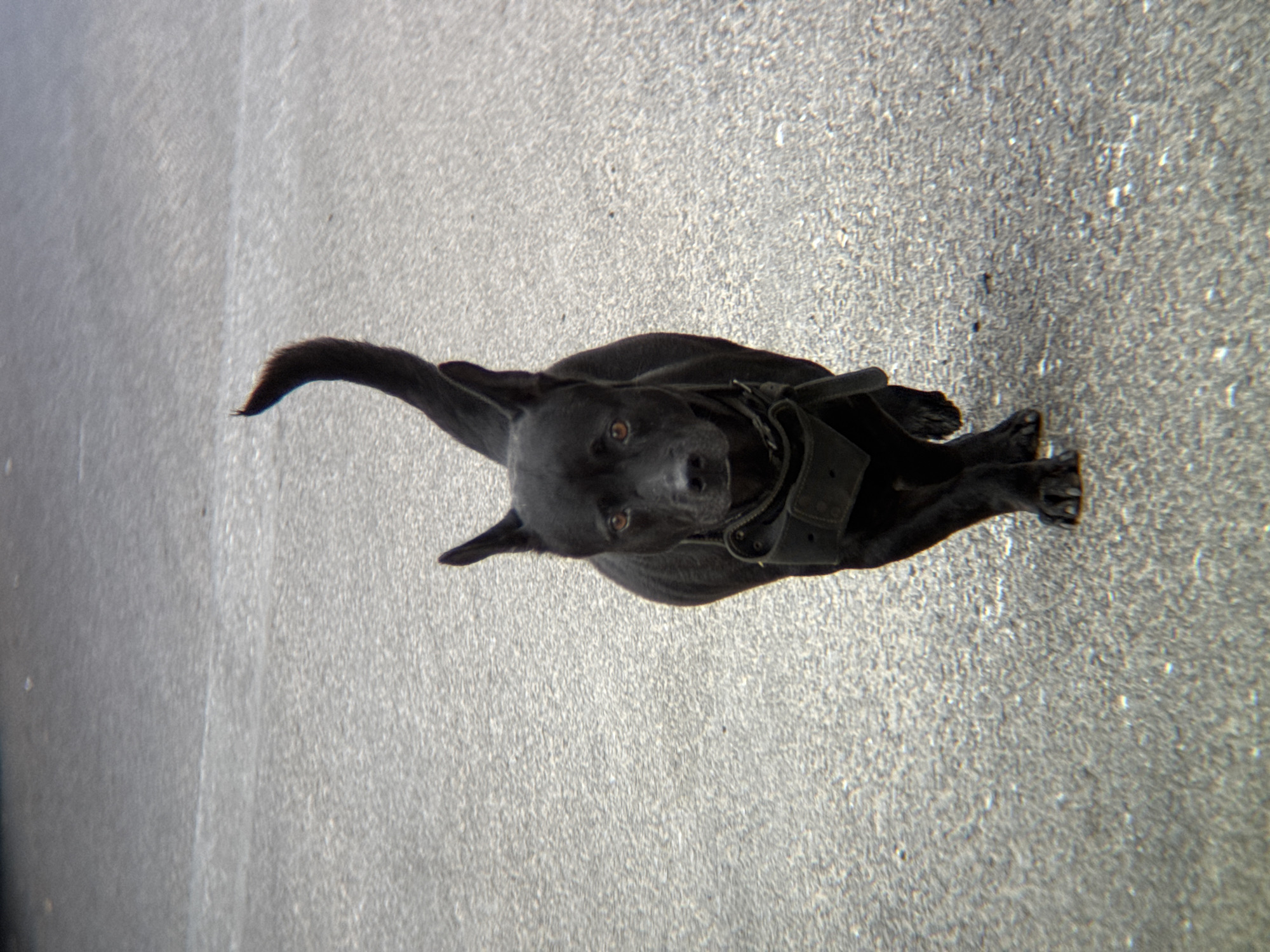 A black dog with pointed ears and a curled tail walks towards the camera on an asphalt surface. The dog is wearing a black collar and harness. The background is a plain gray asphalt road. This image was taken in the city of Nha Trang, Vietnam.