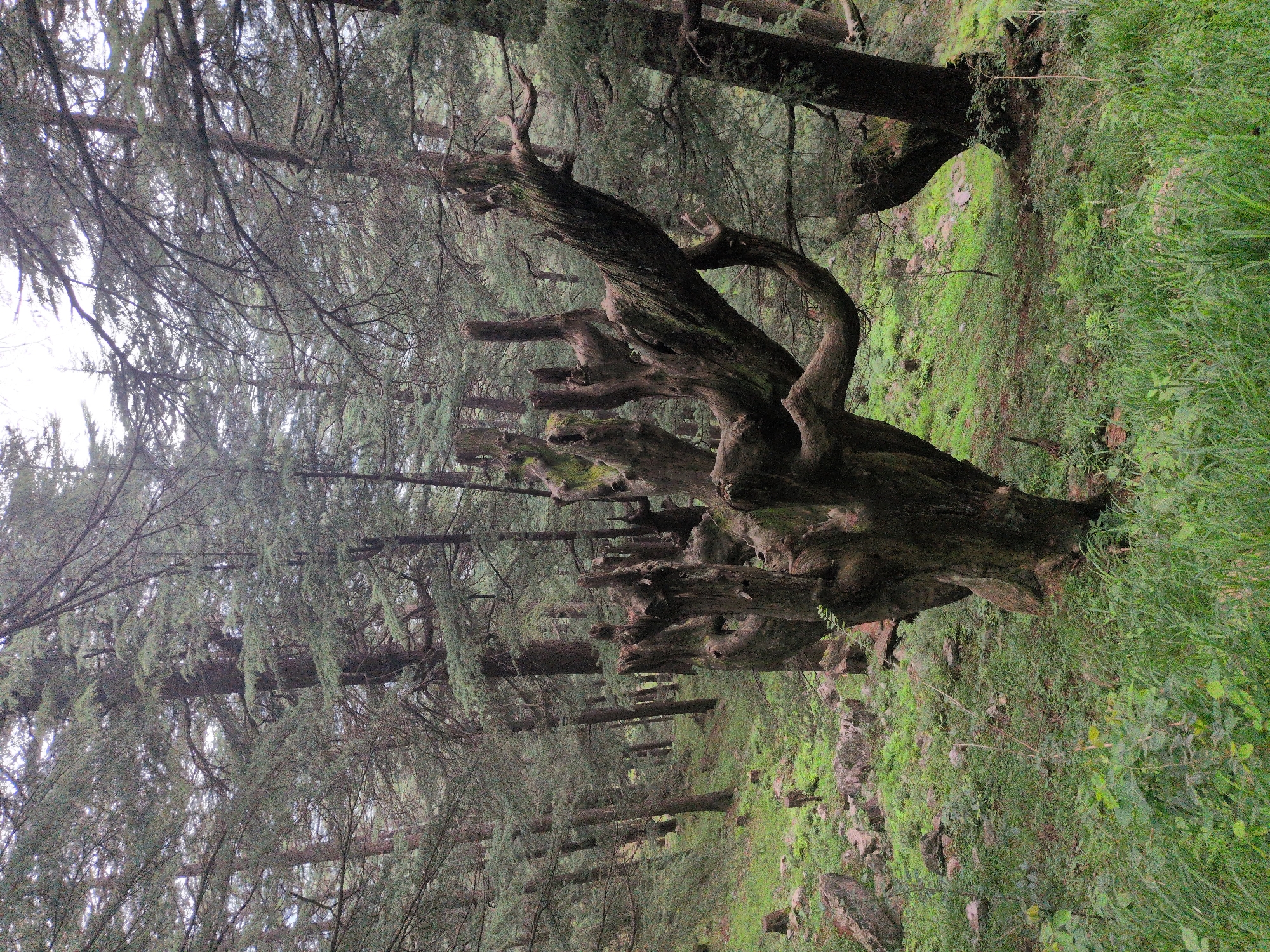 The image shows a dense, coniferous forest with a variety of trees. The ground is covered in lush green grass and scattered rocks. In the foreground, a large, gnarled tree with exposed roots and branches dominates the scene. The sky is overcast, casting a diffused light on the forest. The specific location in Chhanikkhod, India is not discernible from the image. There are no people or animals present, and no actions or interactions are depicted. The overall environment is natural and untouched.