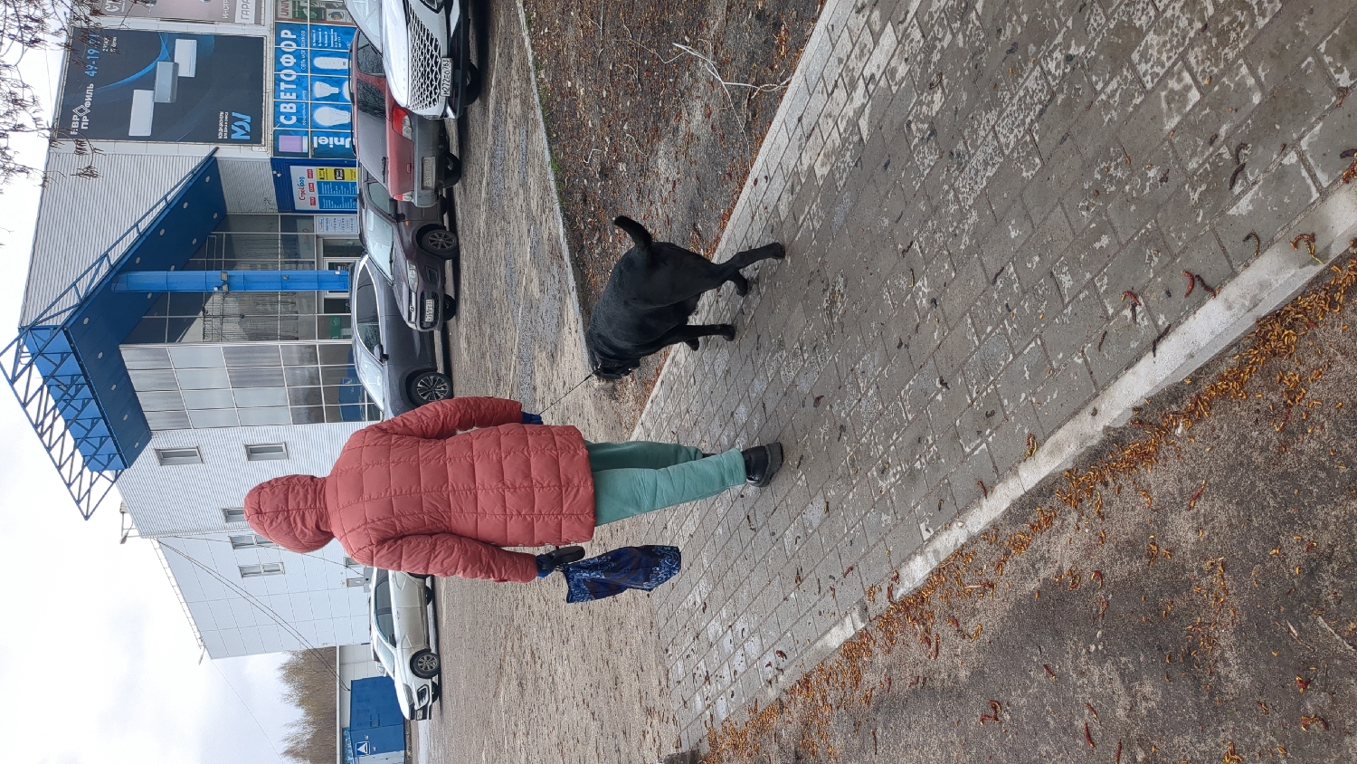 This media file captures an outdoor scene in Ulyanovsk, Russia, showing a person walking a dog. The image is oriented vertically (rotated 90 degrees clockwise) and depicts a daytime setting with an overcast sky.
A person, viewed from behind, is wearing a rust-colored hooded puffer jacket, light green pants, and dark shoes. They hold a folded dark blue object, possibly an umbrella, in their left hand. A black dog, resembling a Labrador Retriever, is on a leash, walking slightly ahead of the person on a grey paved sidewalk. The dog appears to be in motion, looking towards the right side of the frame.
To the left of the person and dog, a line of cars is parked. These include a white SUV, a dark grey hatchback, and other vehicles. Behind the cars, a large commercial building with a modern facade of glass windows and white paneling stands prominently. A distinctive blue, angular awning or entrance structure is part of this building. Another white building is visible further in the background.
The ground comprises a grey paved sidewalk and a darker, unpaved area strewn with numerous small, reddish-brown pieces of organic debris, possibly dried leaves or seeds, suggesting autumn or early spring.
Visible text on the main building's signage includes "ПРОФИЛЬ" (PROFILE), "СВЕТОФОР" (SVETOFOR, meaning "traffic light" or "headlight"), "СтройБоб" (StroyBob), and "УЮТ" (UYUT, meaning "comfort"). Partially visible phone numbers like "49-19-9!" and logos such as "M1" and "UNI" are also present. License plates on the parked cars, such as "Н222ВО 173" and "Р947РМ 173", identify the location as the Ulyanovsk region of Russia.