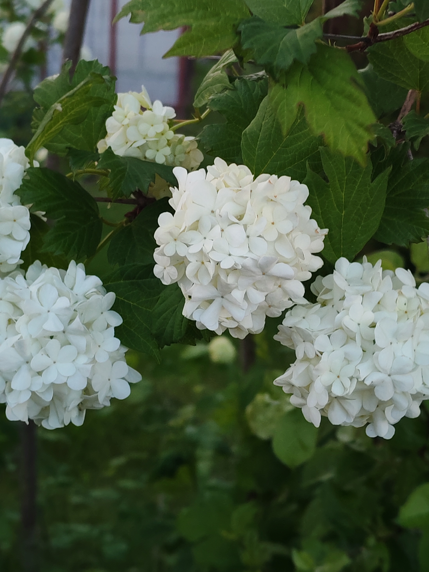 The image depicts a close-up of white snowball viburnum flowers blooming among green leaves. The flowers are clustered in dense, rounded formations. The background is blurred, suggesting a garden setting, possibly in the city of Unknown, Unknown.