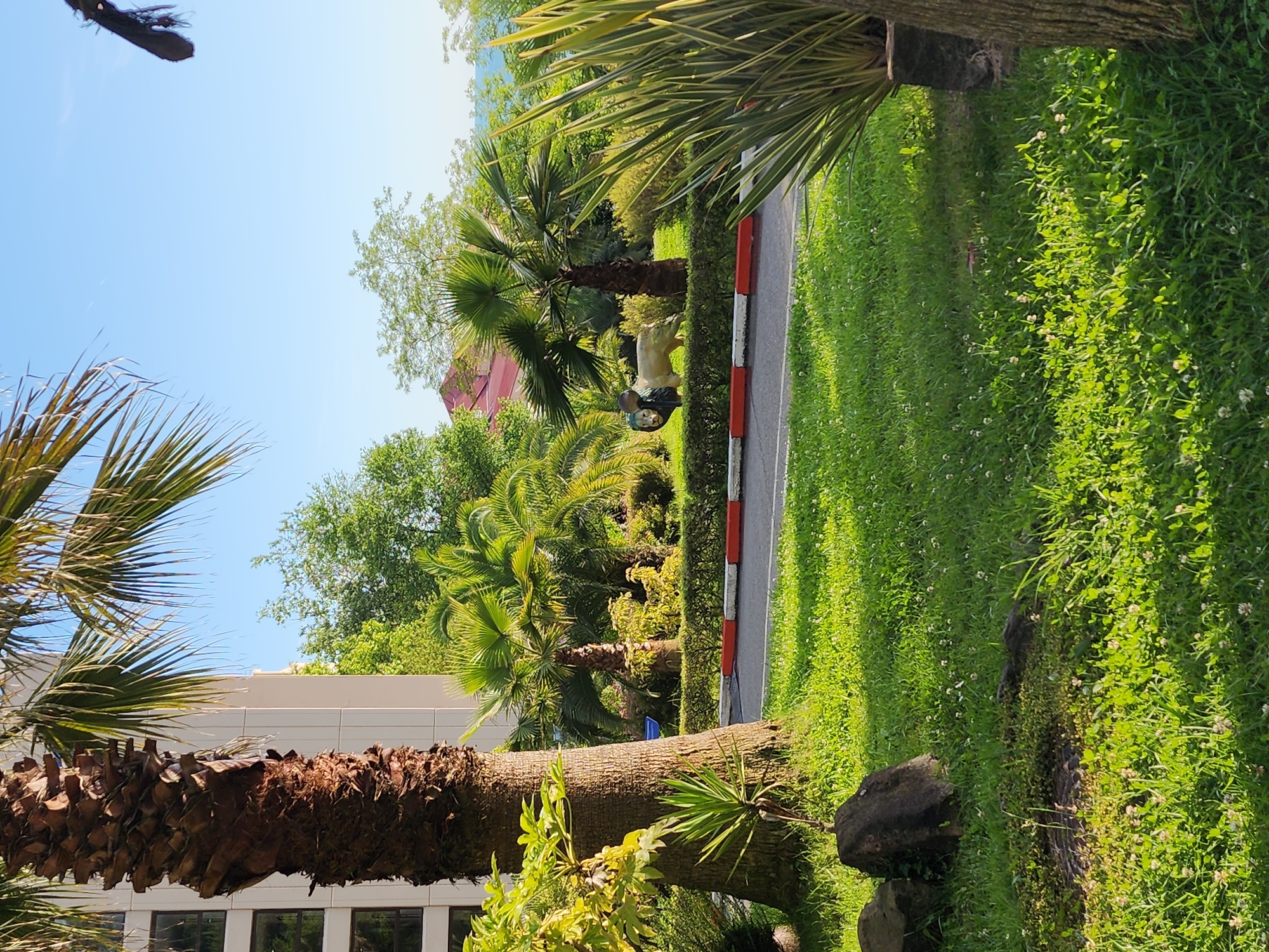 This media file captures a lush, vibrant outdoor scene under a clear, bright blue sky, indicative of a sunny day with excellent weather. The overall setting is a meticulously maintained green space, likely a park, garden, or resort area in a subtropical region, consistent with Sochi, Russia.
Numerous palm trees are prominent subjects throughout the image. In the foreground, a large palm tree trunk lies horizontally across the lower left, its textured bark and fronds framing the view. The ground is blanketed with rich, green grass, speckled with small white clover flowers, and some dark rocks are visible at the edge of the lawn on the right.
A paved path or road with a distinctive red and white striped curb runs through the middle ground. Beside this path, two light-colored statues are partially visible amidst dense hedges and other palm trees. One appears to be a large, recumbent lion statue, with a smaller, darker figure positioned in front of it.
Further into the background, a dense array of green foliage, including more palm trees and other broadleaf trees, creates a tropical canopy. Architectural elements are visible: a modern building with white panels and dark windows on the far left, and a building with a red roof peeking through the trees on the right. The bright sunlight casts distinct shadows on the grass.
No people are present, and no specific activity is taking place. There is no visible text in the image. The scene conveys a sense of tranquility and natural beauty within a cultivated environment.