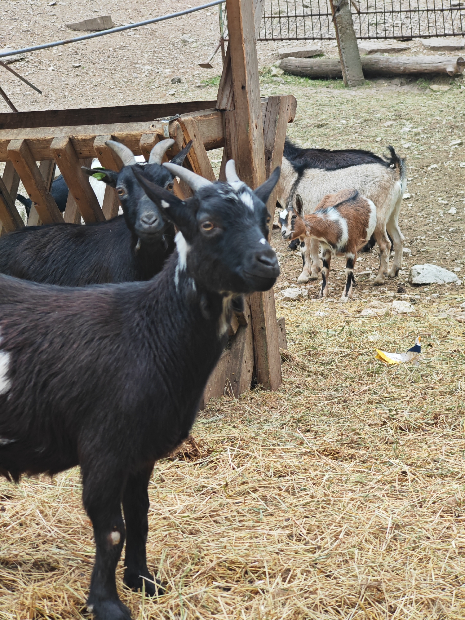 The image depicts a goat enclosure, likely a petting zoo, with a wooden feeding structure on the left. In the foreground, a black and white goat stands facing right, its head turned towards the viewer. Behind it and to the left are two additional black goats partially visible within the feeding structure. To the right of the foreground goat, there are three more goats: a brown and white kid standing in front of two larger goats with black and white coloring. The ground is covered in straw. A discarded paper airplane sits on the straw-covered ground near the goats. A wire fence is visible in the background. The image was taken in the city of Shumen, Bulgaria.