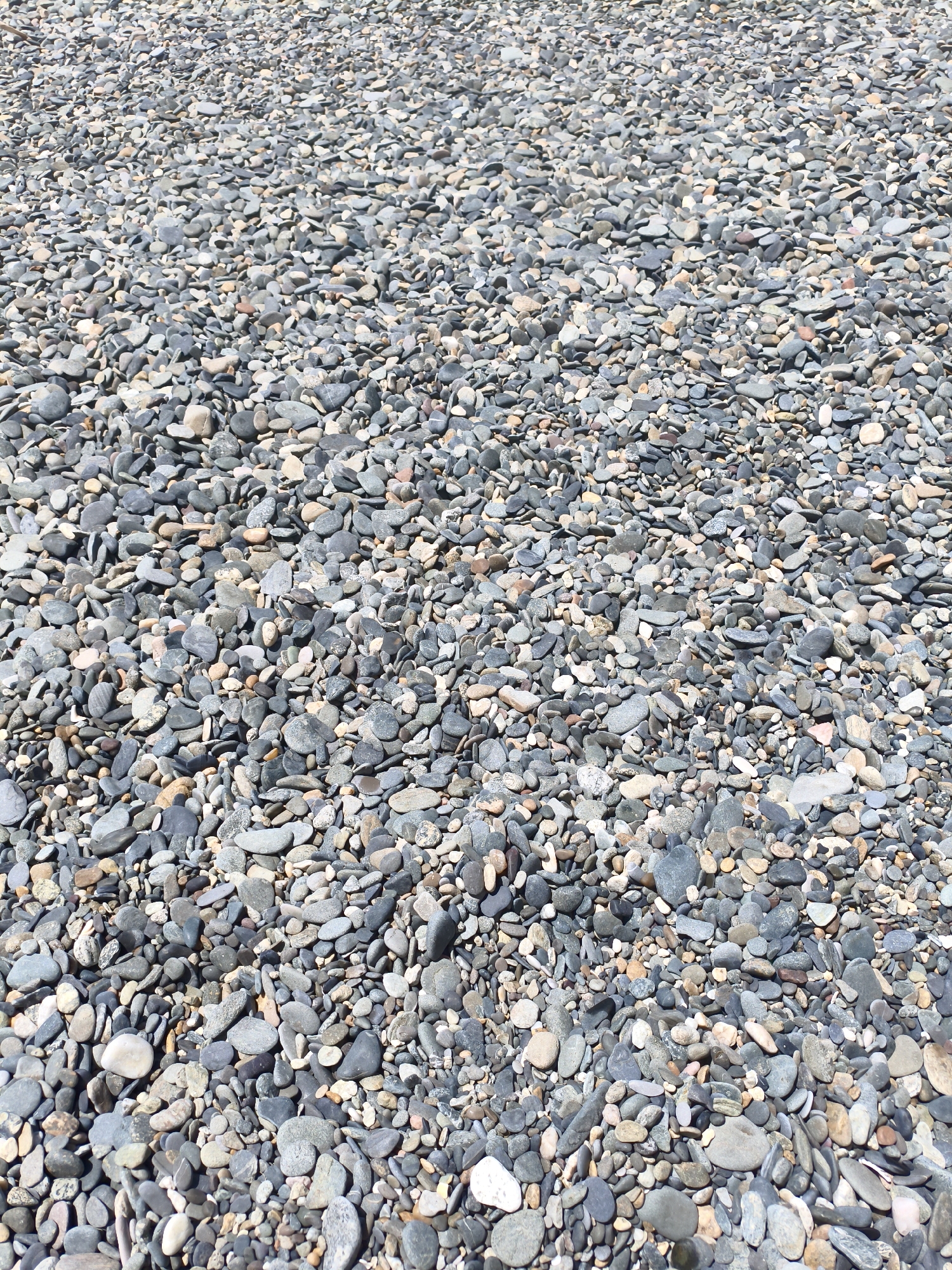 The media file shows a close-up, overhead view of a beach covered in pebbles. The pebbles vary in size, shape, and color, ranging from dark gray and black to lighter grays, whites, and some with reddish-brown or tan hues. They are densely packed and appear smooth, suggesting they have been shaped by water. The lighting indicates it is daytime, with sunlight casting shadows, creating texture and depth across the pebble bed. The scene is likely a natural beach setting, possibly in Sochi, Russia, as suggested by the location context, given its reputation for pebble beaches. There are no people or specific objects visible, focusing solely on the natural texture of the ground. The overall impression is one of a quiet, natural environment.