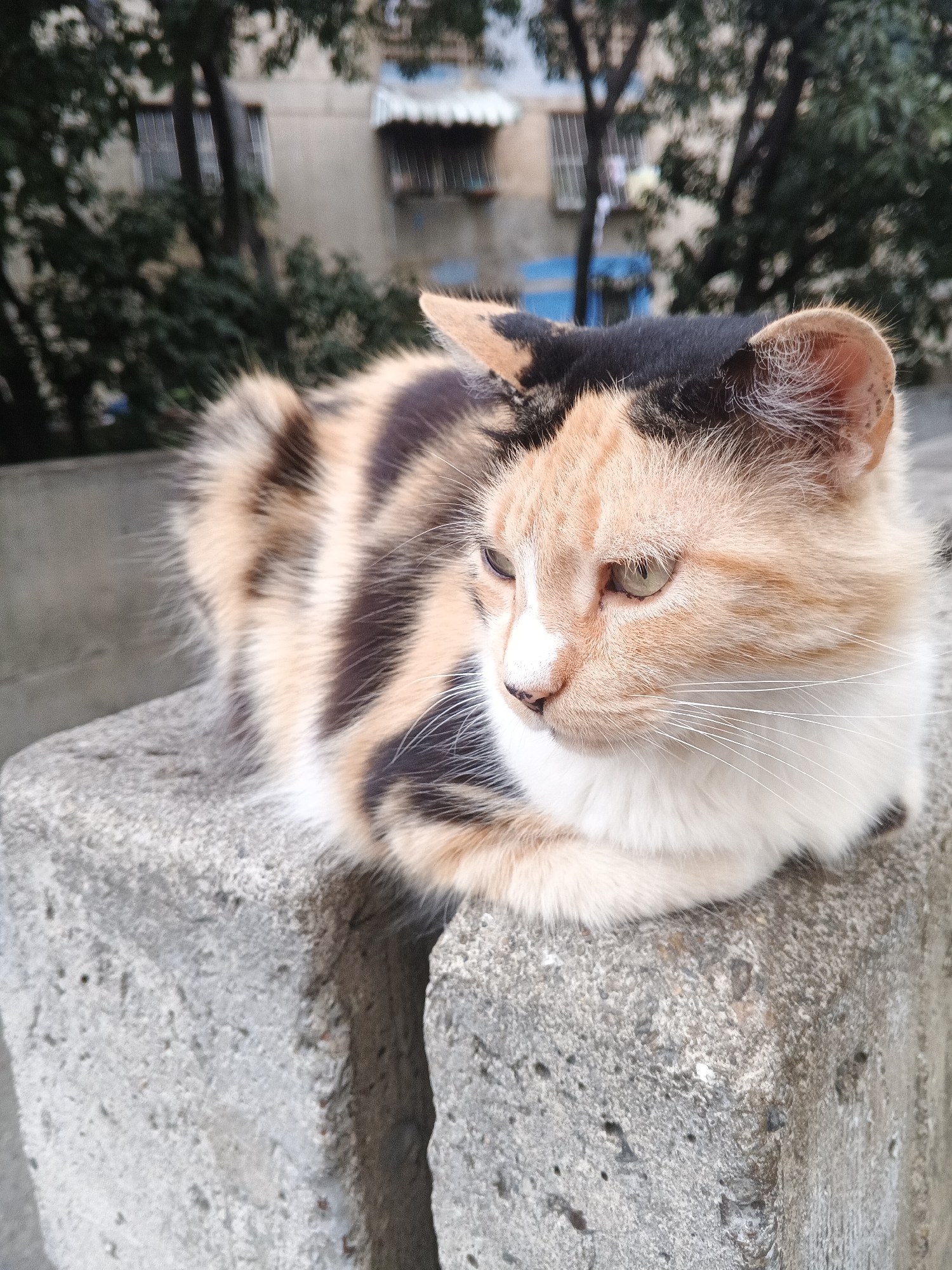 A close-up shot shows a calico cat lying on a concrete ledge. The cat has a white chest, orange and white fur on its face, and tiger-striped fur on its body. Some fur near the cat's head is black. The cat is resting on a concrete ledge, which appears to be part of a wall or low structure. The background includes trees, a building, and other urban elements, indicating an outdoor setting. Based on the request, the location is Caracas, Venezuela.