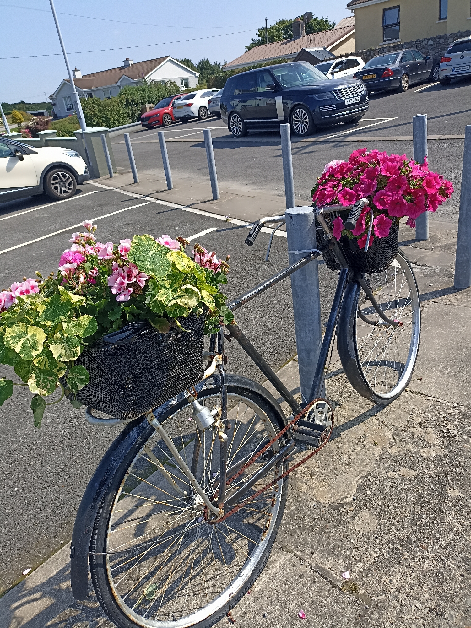 A parked, weathered black bicycle adorned with two baskets of vibrant pink and green flowers is secured to a metal bollard in Annagry, Ireland. The bicycle's front basket overflows with a profusion of pink petunias and variegated ivy, while a second, smaller basket of pink and white geraniums sits higher on the handlebars. The bicycle features a rusty chain and pedals. In the background, a row of parked cars, including a dark blue Range Rover, a white Audi, and other vehicles, are visible in a parking lot adjacent to a residential street with houses and manicured hedges under a clear blue sky. The scene is captured on a bright, sunny day.