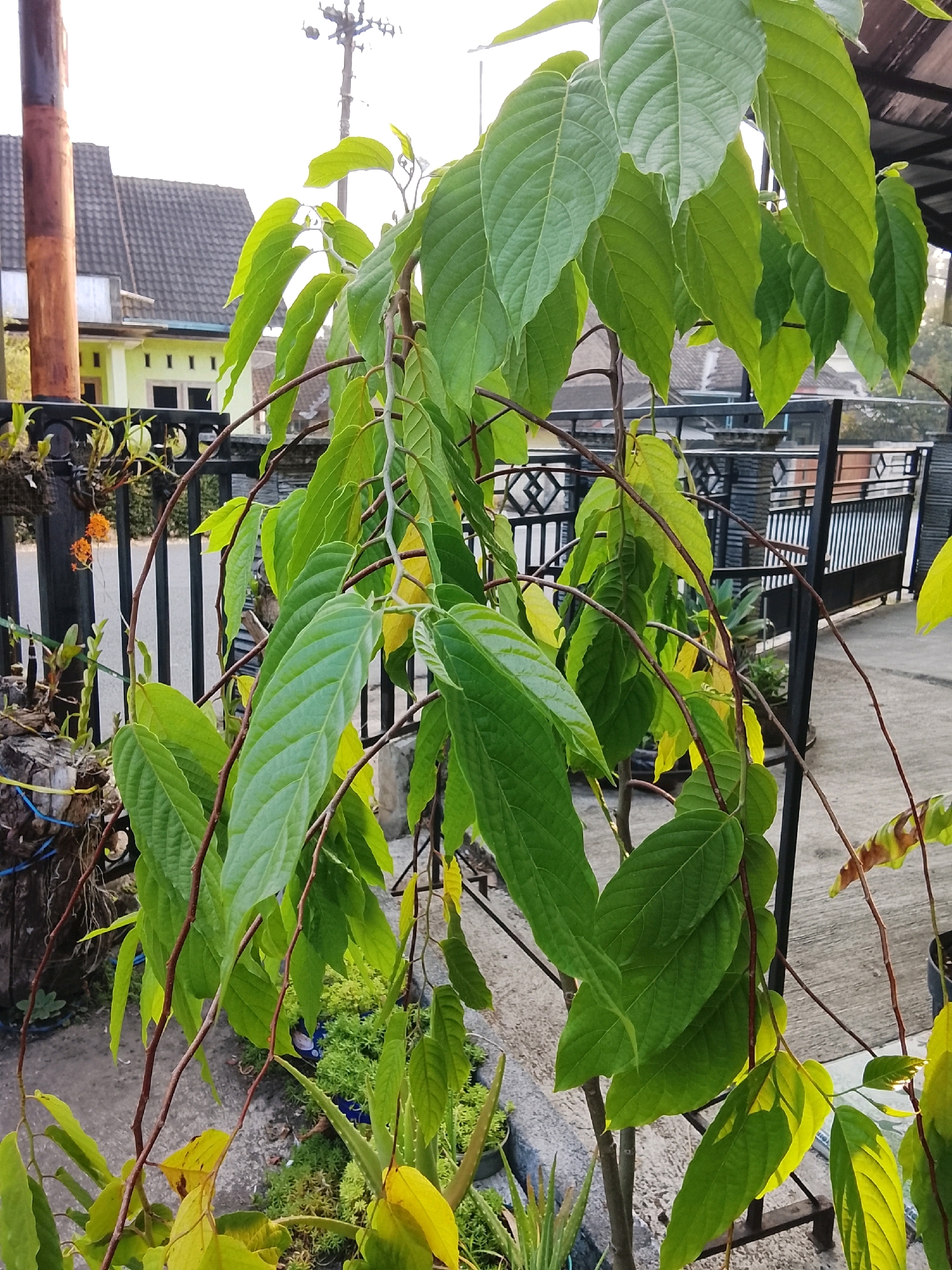 In Kalibeji, Indonesia, a young tree with large, green, ovate leaves and thin, reddish-brown branches is the main subject, positioned in the foreground. The leaves exhibit prominent venation and some are starting to turn yellow, suggesting the onset of autumn or a nutritional deficiency. The tree is situated in a yard, with a concrete pathway visible. Behind the tree, a black metal fence separates the yard from a road. Beyond the fence, more greenery and the corner of a light yellow house with a dark grey tiled roof are visible. A utility pole with visible wires stands to the left of the house. The overall setting is an outdoor residential area.
