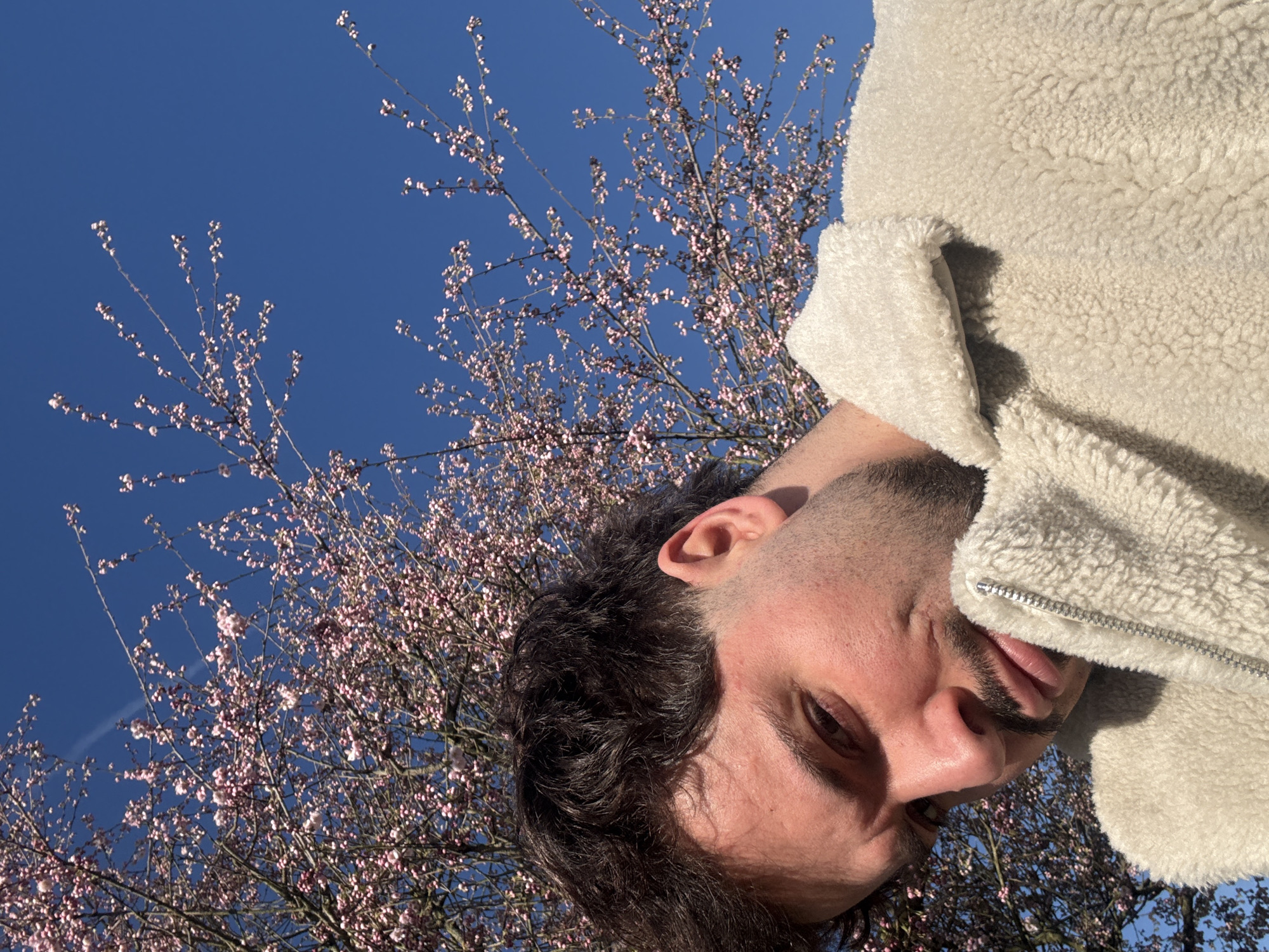 A male individual with dark, curly hair and a beard is depicted in a medium close-up, angled slightly to the left and looking directly at the camera. He wears a cream-colored, textured fleece jacket with a visible silver-toned zipper. Direct sunlight illuminates the right side of his face. The background consists of a deciduous tree with numerous small pink blossoms or buds covering its branches, set against a clear, deep blue sky. A faint, thin white contrail is present in the upper-left portion of the sky. The scene is an outdoor environment, indicative of springtime, located in Esch-sur-Alzette, Luxembourg.