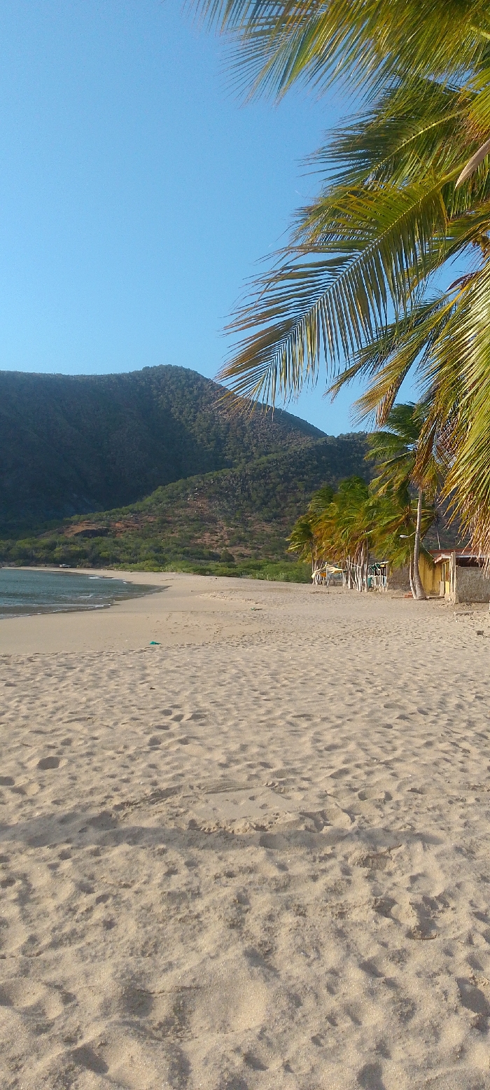 The image depicts a tranquil coastal scene identified as a beach in Juan Griego, Venezuela. The foreground is dominated by light tan sand, textured with numerous footprints. In the midground, the sandy beach curves gently to the left, meeting calm, light blue-green ocean water. Along the right side of the beach, a row of palm trees with green fronds extends towards the background, partially obscuring two small, light-colored buildings with darker roofs. A slender, dark pole stands next to one building. A small, indistinct green object rests on the sand in the mid-left. In the distant background, prominent, dark green, tree-covered mountains rise under a clear, pale blue sky, forming the horizon on the left. A faint, white vehicle is discernible near the waterline at the far bend of the beach. No individuals are present, nor are any direct actions or interactions visible. The scene is illuminated by natural light, casting subtle shadows.