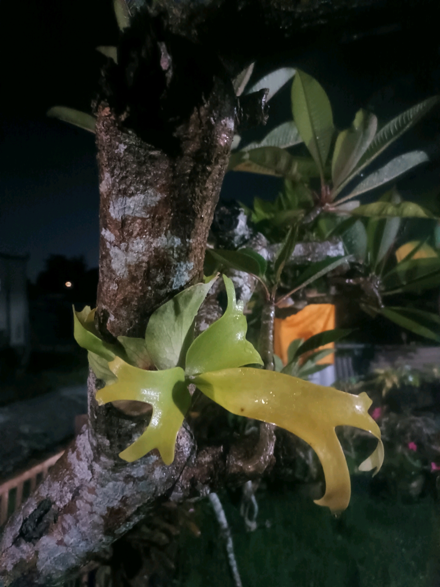 A staghorn fern is attached to the side of a tree trunk, its fronds illuminated by artificial light. The fern's leaves are broad and green, with some appearing yellowish and wet. The tree trunk is rough and textured with patches of lichen. In the background, out of focus, are some buildings and greenery. The scene appears to be outdoors at night, possibly in a garden or park setting within the city of Tabanan, Indonesia.