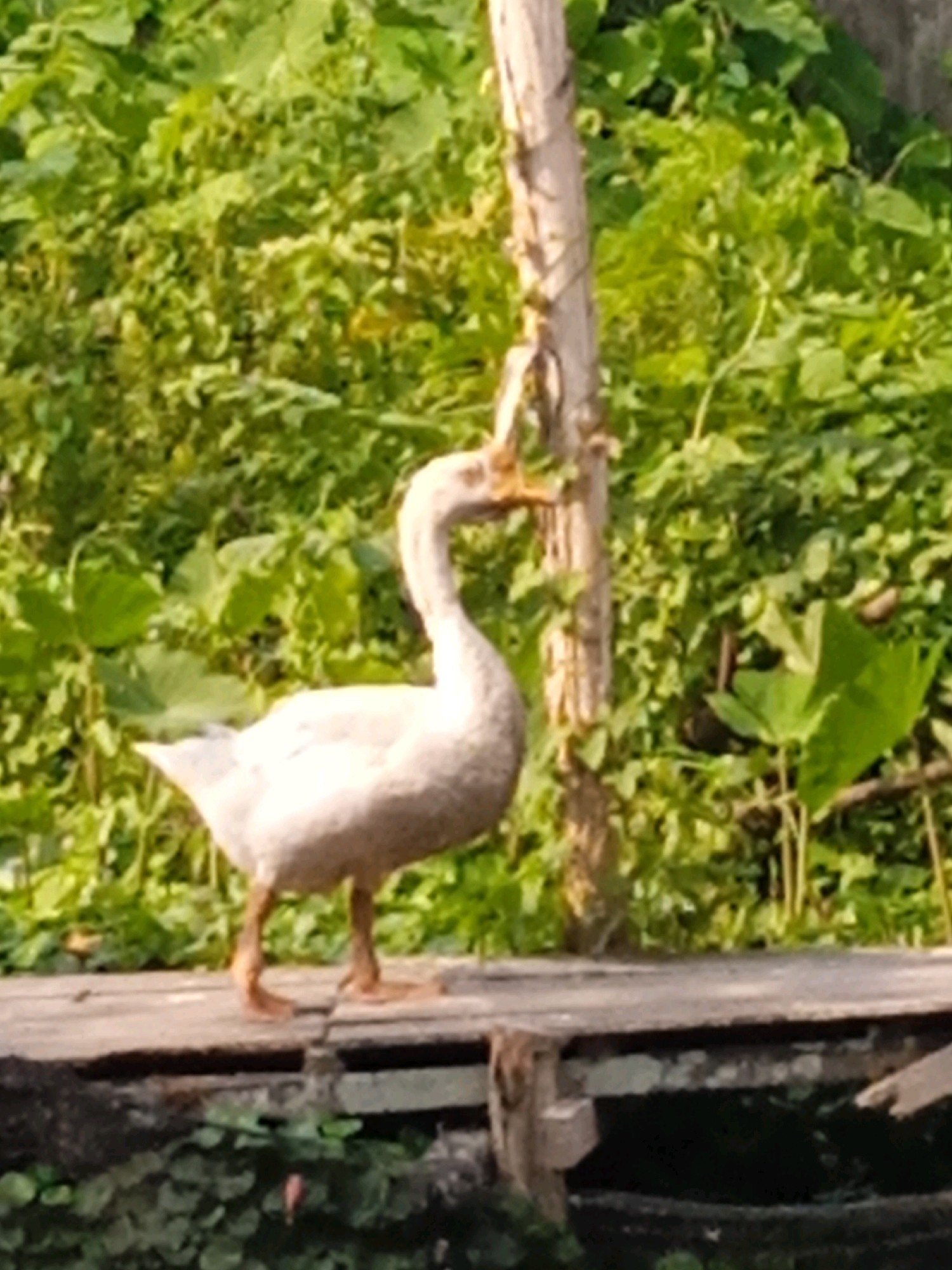 A domestic goose stands on a wooden walkway in a lush green outdoor environment, possibly a garden or park. The goose is white with an orange beak and feet. A wooden post is visible to the right of the goose. The background is filled with dense green foliage, suggesting a natural setting. The scene is illuminated by sunlight, creating dappled light and shadows. This scene is likely located in Banjarmasin, Indonesia, known for its extensive greenery and waterways.