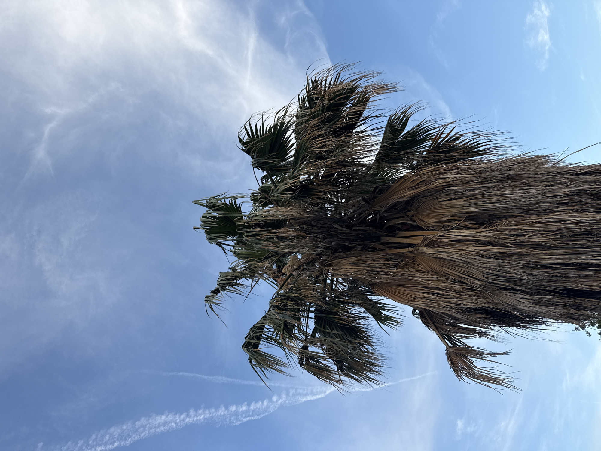 A lone palm tree, characterized by its dry, brown fronds, stands against a clear blue sky dotted with wispy white clouds. A contrail, likely from an airplane, streaks diagonally across the upper left portion of the sky. The image captures the upper part of the palm tree, showcasing its full canopy of dead and dying leaves, which hang densely around the trunk. The fronds are a mixture of muted greens and browns, with many appearing withered and brittle. The background is a bright, serene sky, with a subtle gradient from a deeper blue at the top to a lighter hue near the horizon, which is not visible in the frame. The scene suggests a warm, possibly arid, environment.