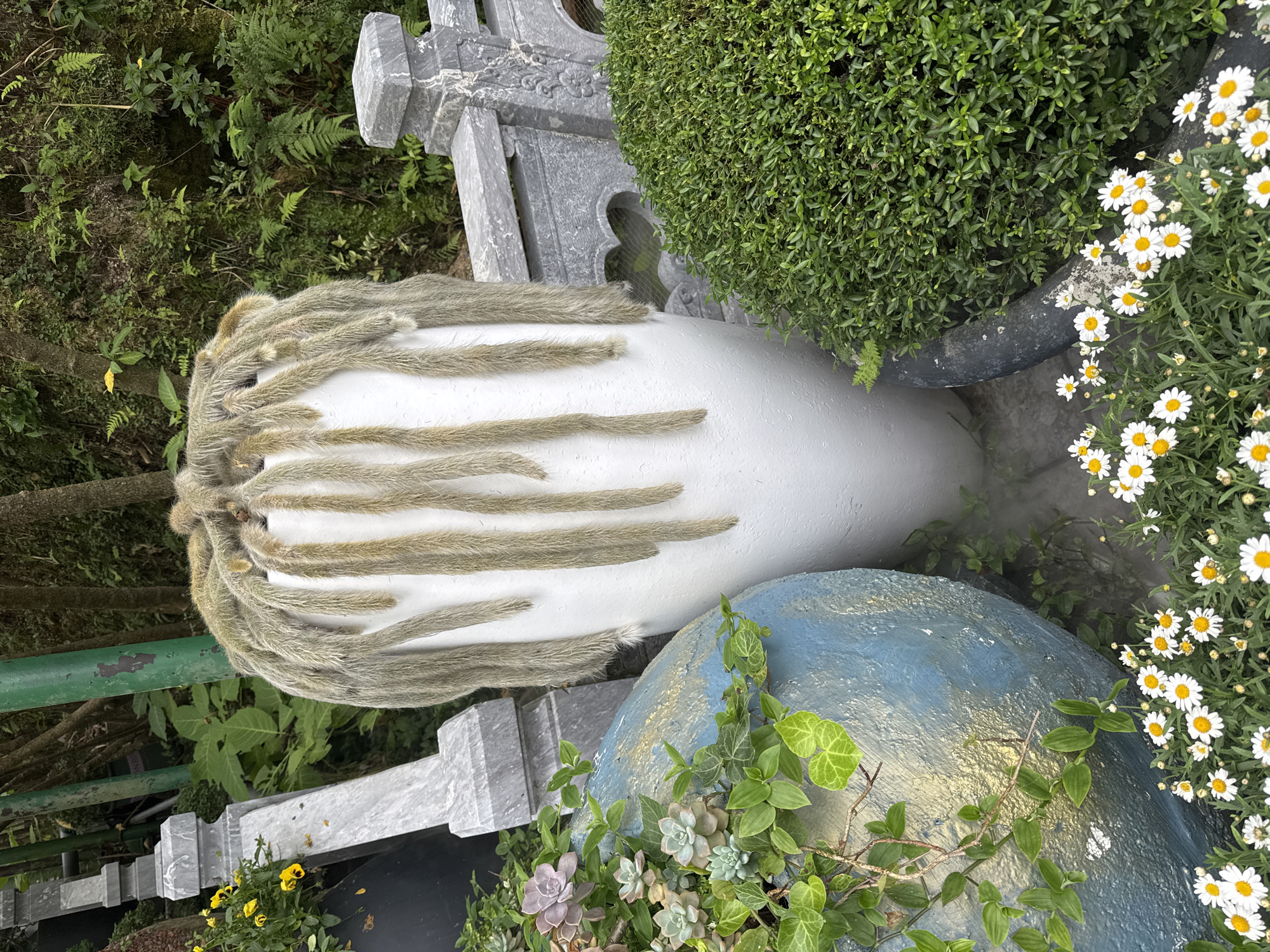 This image captures a vibrant and detailed garden scene, presented from an elevated perspective looking downwards, with the primary objects appearing to be horizontally oriented due to the camera's angle.
At the center of the frame is a large, smooth, white, elongated, vase-like object. Its upper half is strikingly adorned with numerous light brown, fuzzy, elongated protrusions, resembling catkins or fur, arranged vertically down its sides.
To the right of this white object, a rounded, boulder-like garden ornament is visible, painted in shades of dark blue and gold. This ornament is partially covered with lush green ivy and a cluster of succulents, displaying varying shades of green and subtle purplish hues. Adjacent to it, a large, dark-colored planter holds a neatly trimmed, dense spherical bush of small green leaves. Further to the right, another dark planter overflows with white daisies featuring bright yellow centers, amidst their green foliage.
In the background, a dense array of natural green foliage, including ferns and other plants, provides a rich, verdant backdrop. Several grey, ornate stone structures, possibly balusters or decorative architectural elements, are interspersed within the greenery. A segment of a green metal railing or fence is also visible on the far left.
The scene is set outdoors during what appears to be daytime, with soft, even lighting suggesting either an overcast sky or early morning/late afternoon. The carefully arranged plants and decorative elements indicate a cultivated garden or landscaped area, consistent with a serene outdoor setting in Đà Nẵng, Vietnam. No people or visible text are present in the image.
