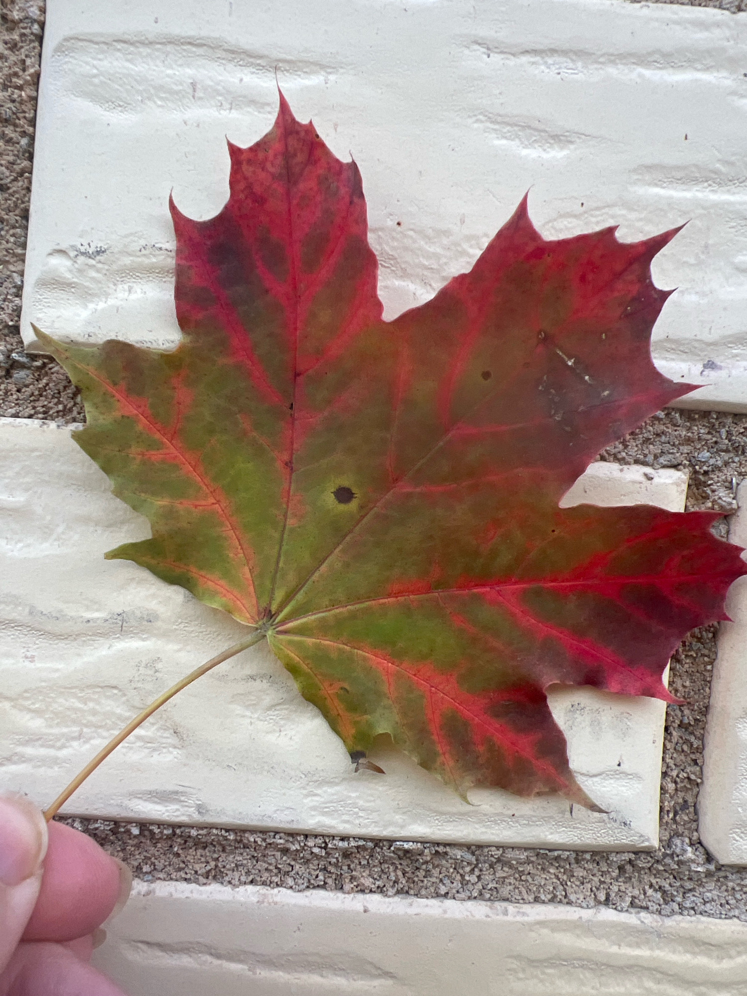 A single maple leaf, exhibiting fall colors of red and green, lies flat on a white brick surface. The leaf has five distinct lobes and a visible stem. Its surface shows some minor blemishes and veins. A portion of a person's thumb and forefinger are visible in the bottom left corner, holding the stem of the leaf. The brick surface appears to be part of an exterior wall, with textured mortar visible between the bricks. The scene is outdoors, under natural lighting.
