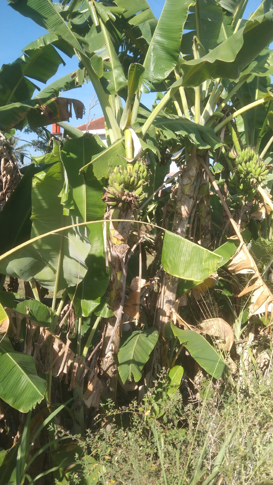 In the city of Argomulyo, Indonesia, a cluster of banana trees dominates the scene under a clear blue sky. Several bunches of unripe green bananas hang from the trees, some partially obscured by large, vibrant green banana leaves. The trunks of the banana trees are textured with rough, fibrous bark. In the background, a portion of a building with a red tile roof is visible, suggesting a residential or agricultural setting. The ground beneath the trees is covered with dry, fallen leaves and a variety of green vegetation, including grasses and smaller plants. The overall environment appears to be outdoors, likely in a tropical or subtropical region given the presence of banana trees.