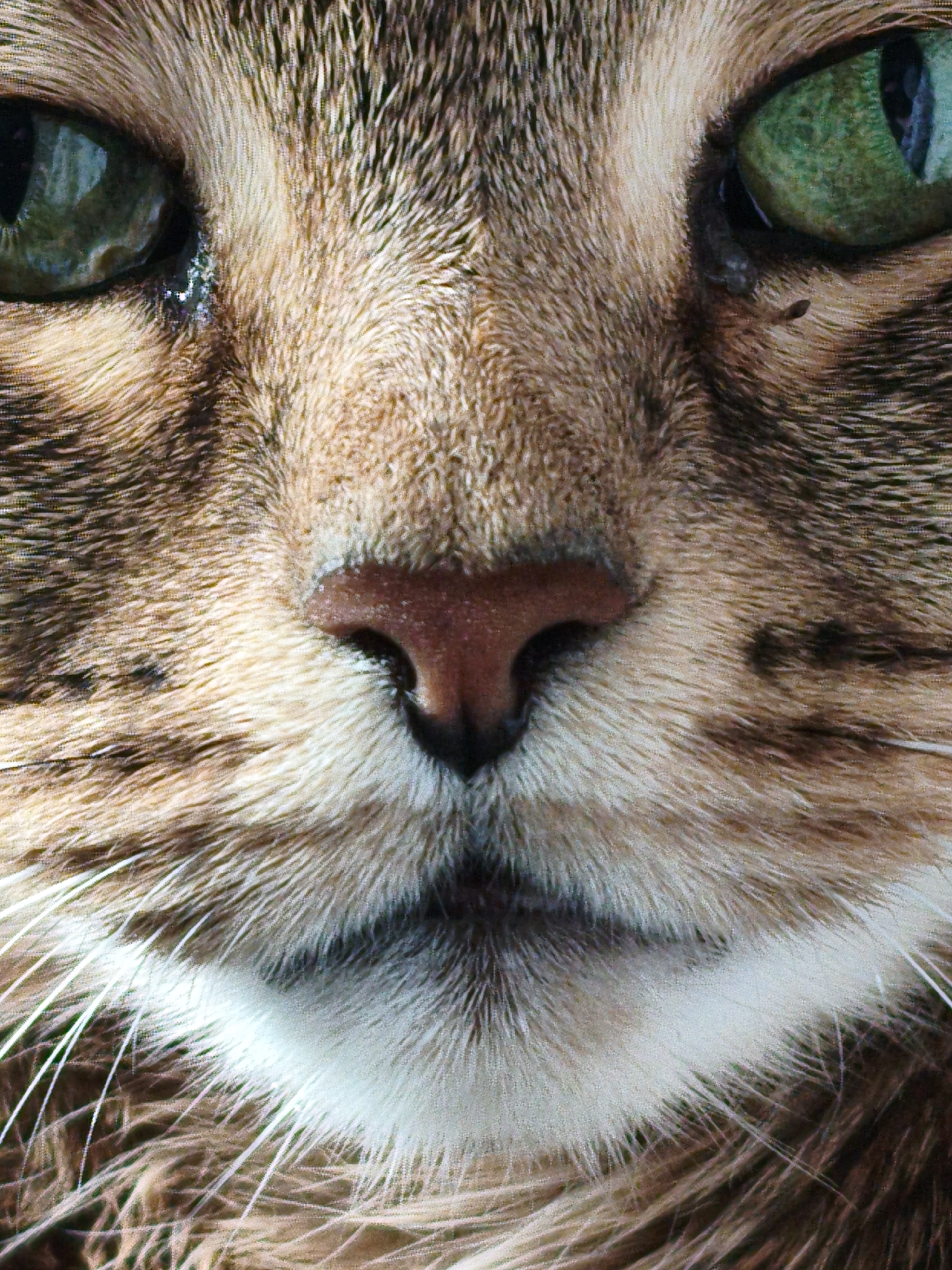 This is an extreme close-up, head-on shot of a cat's face. The cat has green eyes with visible pupils, a pink nose, and tabby-patterned fur in shades of brown, tan, and white. Long white whiskers extend from its muzzle. The image is sharp and detailed, emphasizing the texture of the fur and the cat's facial features. The background is a soft blur of similar colors, suggesting it is out of focus. There is no indication of the city of Orenburg, Russia, or any specific location within a city. The scene is purely a close-up portrait of the animal.