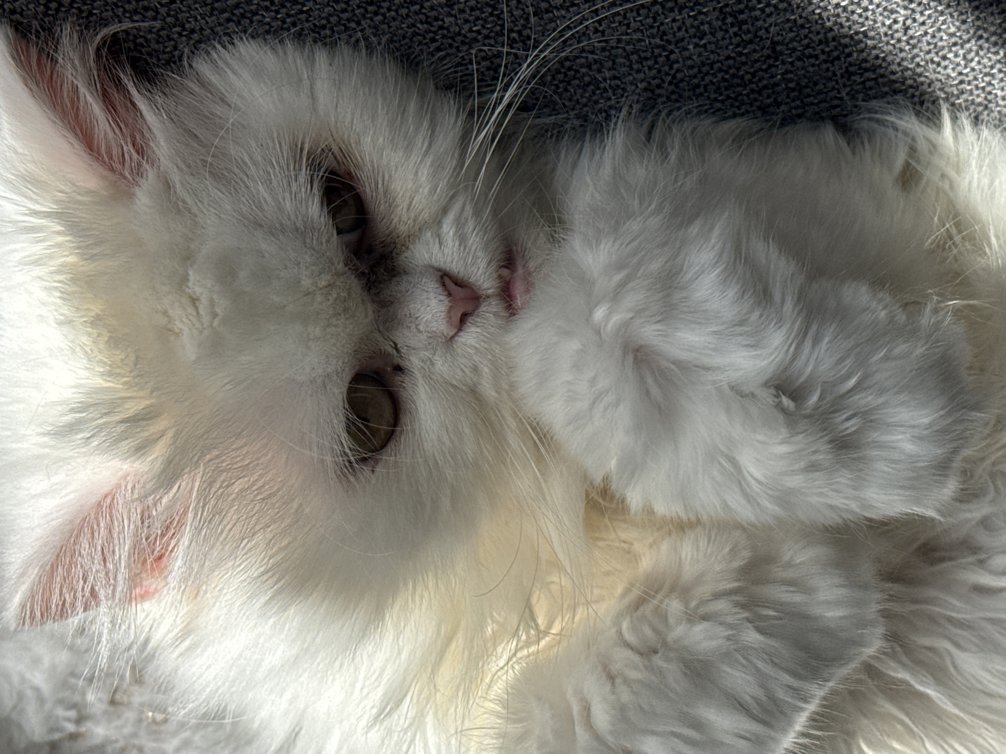 A white cat is lying on a gray textured surface, possibly fabric. The cat's head is tilted to the side, with its paws curled up near its face. The cat has long white fur, pink ears, and a pink nose. Sunlight is shining on the cat, creating highlights and shadows. The location is unknown, and there is no evidence to suggest the city of Burgas, Bulgaria.