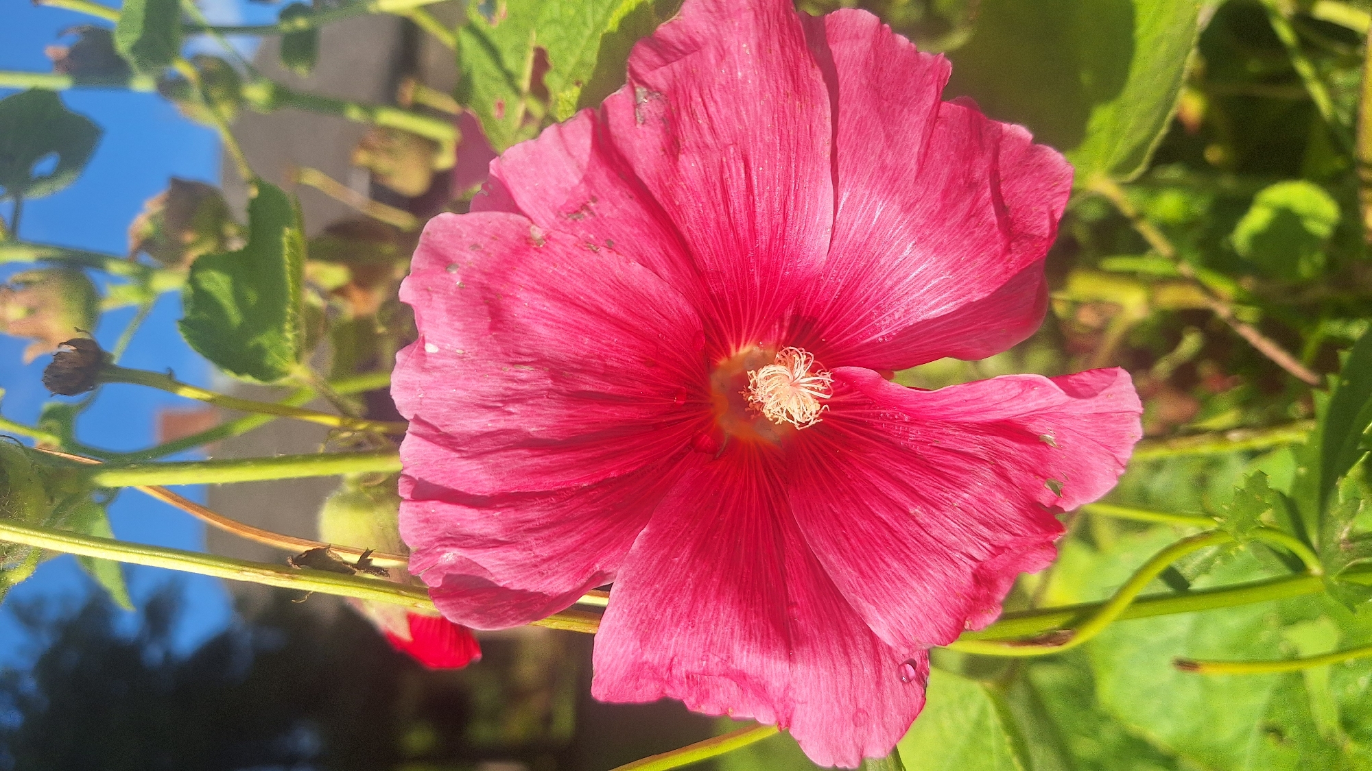 In an outdoor setting, a vibrant pink hollyhock flower dominates the foreground, its delicate petals fanning out from a central stamen cluster. The flower is in sharp focus, showcasing its intricate details and the soft texture of its petals. Surrounding the bloom are green stems and leaves, some of which are slightly out of focus, creating a sense of depth. In the background, the scene blurs into a soft bokeh, hinting at a domestic garden with a house and a clear blue sky. The lighting suggests it is a sunny day, casting gentle shadows and highlighting the flower's rich color. There are no people or animals visible in the image.