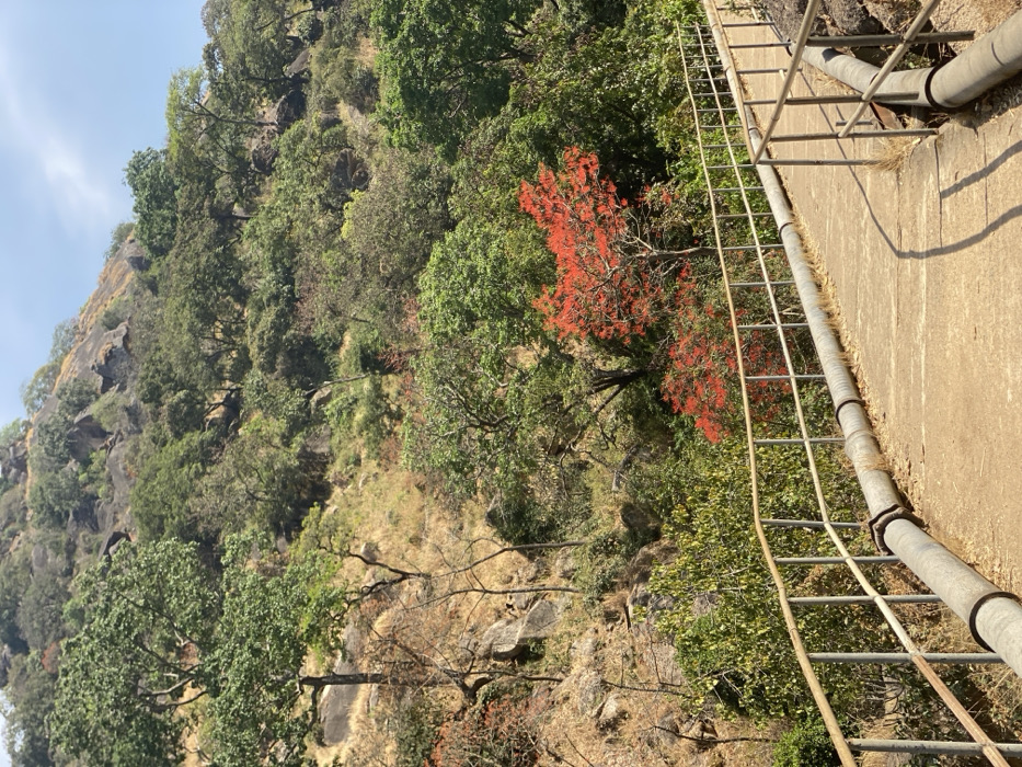 The scene depicts a concrete pathway or bridge flanked by metal railings, traversing a vegetated, rocky hillside in Kpak, Nigeria. Along the base of the left railing, a large, grey pipeline runs horizontally. The pathway exhibits sun-cast shadows from the railing posts and curves gently to the right. The immediate surrounding area features dense green foliage, with a prominent tree displaying vibrant red-orange blossoms positioned in the midground right. The background rises steeply with a rugged, grey rock face interspersed with trees and dry, golden-brown grass. The upper portion of the image reveals a light blue sky with minimal cloud cover. No individuals are present.