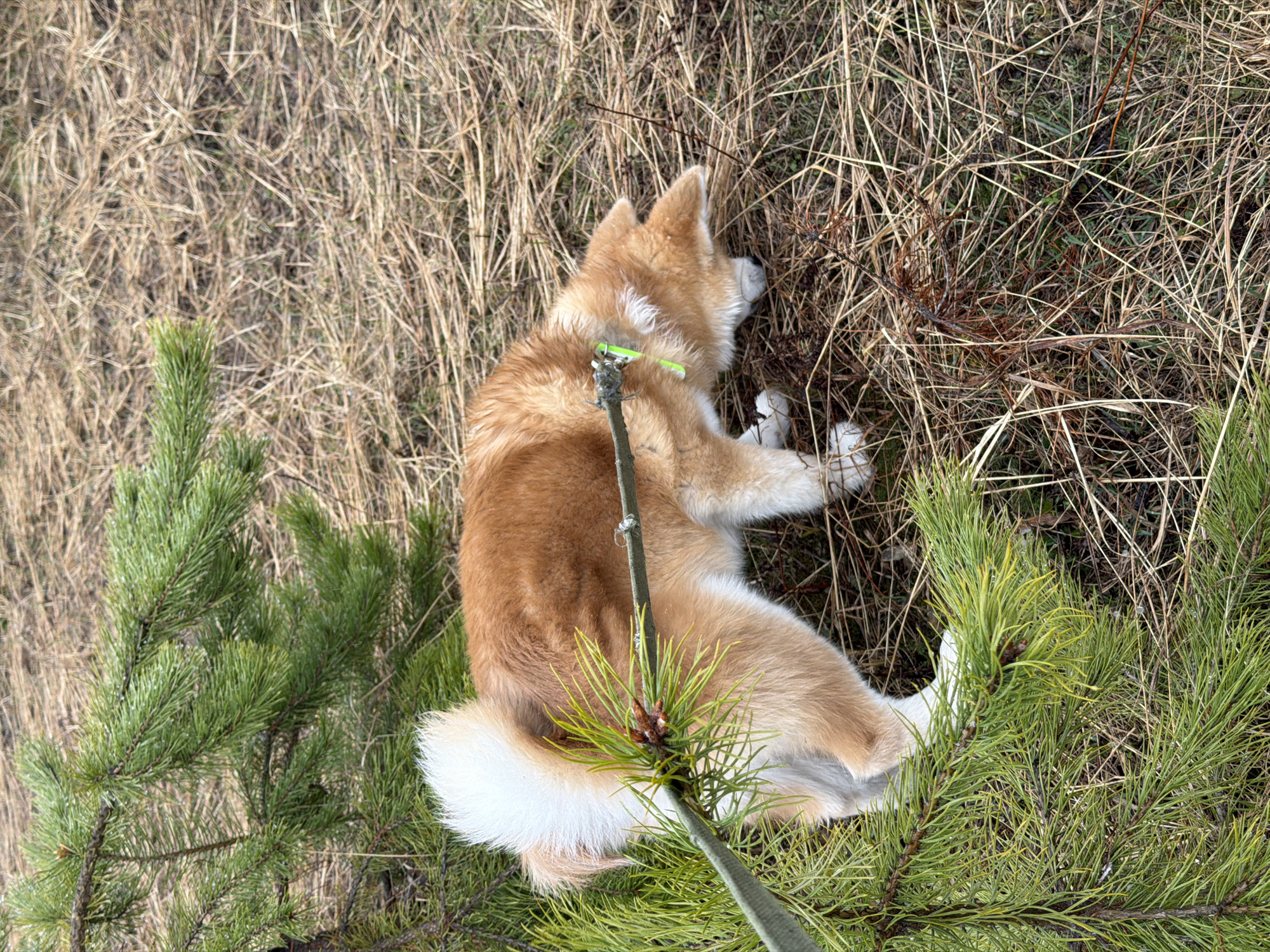 An overhead shot captures a light brown and white dog, resembling an Akita, lying down in an outdoor setting dominated by dry, pale brown grass. The dog is positioned with its back towards the viewer, its head turned to the right and seemingly burrowed into the dense dry grass, indicating it might be sniffing or digging. A thin, light-colored stick or branch rests across the dog's back, with a small, bright green, skateboard-like toy or charm attached near its center. Fresh green pine branches with distinct needles are visible in the lower left and foreground, adding a vibrant green contrast to the muted tones of the surrounding dried vegetation. The scene appears to be daytime, likely under overcast skies as there are no distinct shadows. The dog appears relaxed and focused on its activity within the grass. The location is an uncultivated area, consistent with a field or forest edge in Chaikovsky, Russia. No visible text is present in the image.